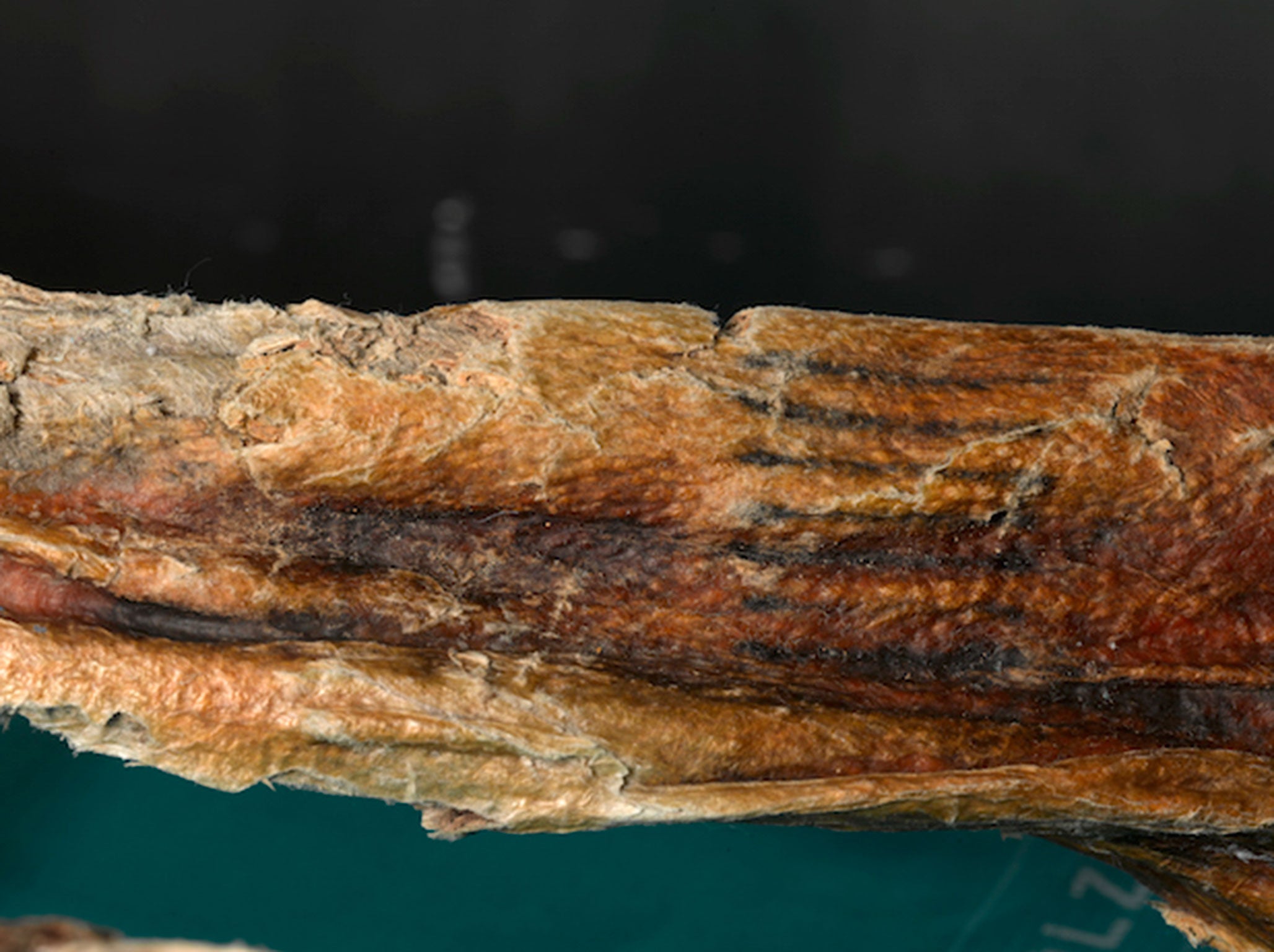 Tattoos on the body of Ötzi, the Tyrolean Iceman