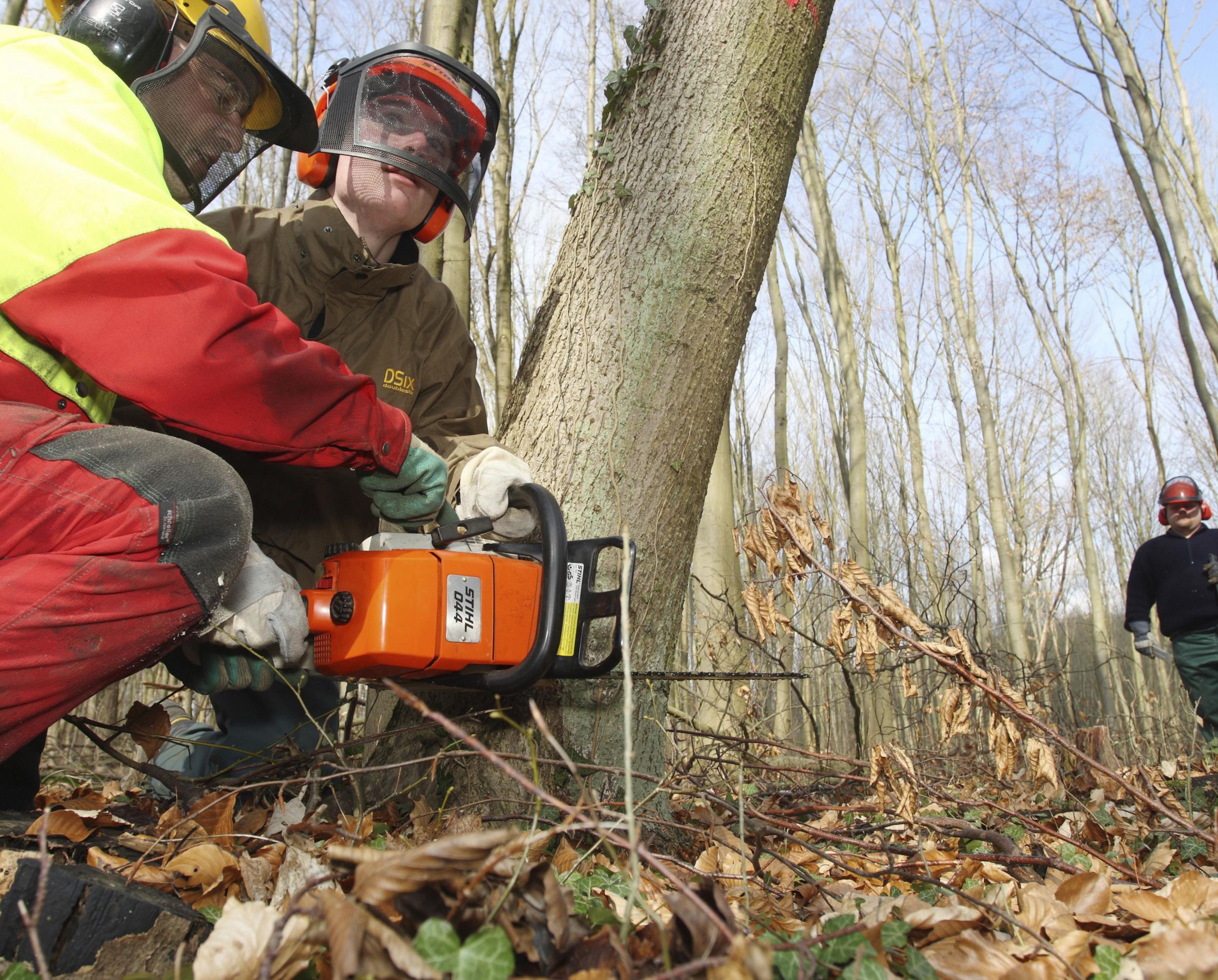 Residents will need to pay a refundable $750 if the tree they want to cut down is more than eight centimetres in diameter