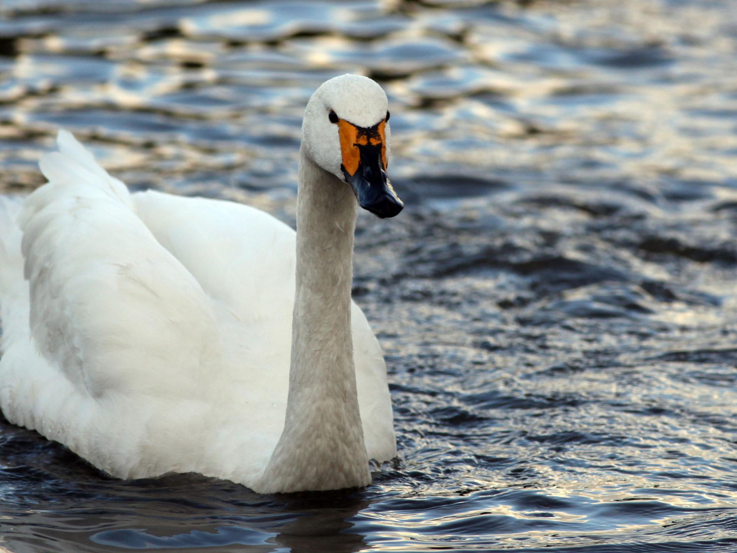 A Bewick's swan swims in the water at the Wildfowl and Wetlands Trust Getty