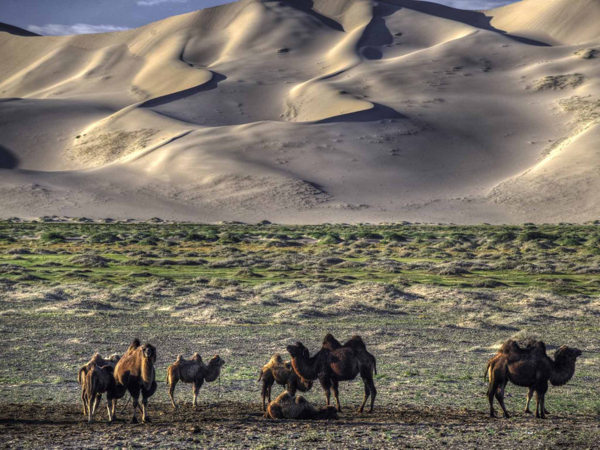 Camels in the Gobi Desert