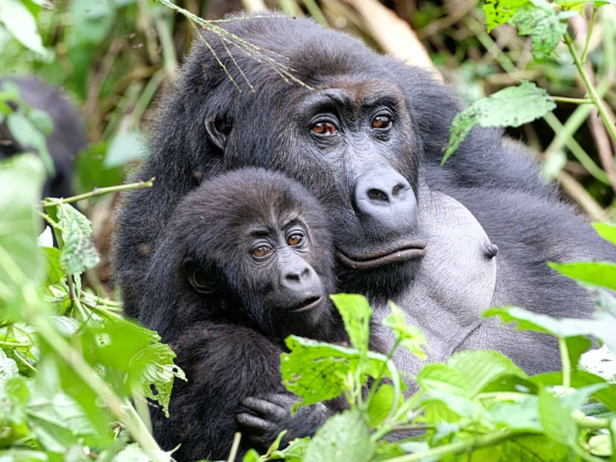 Call of nurture: baby Mwira and his mother, Mwinga