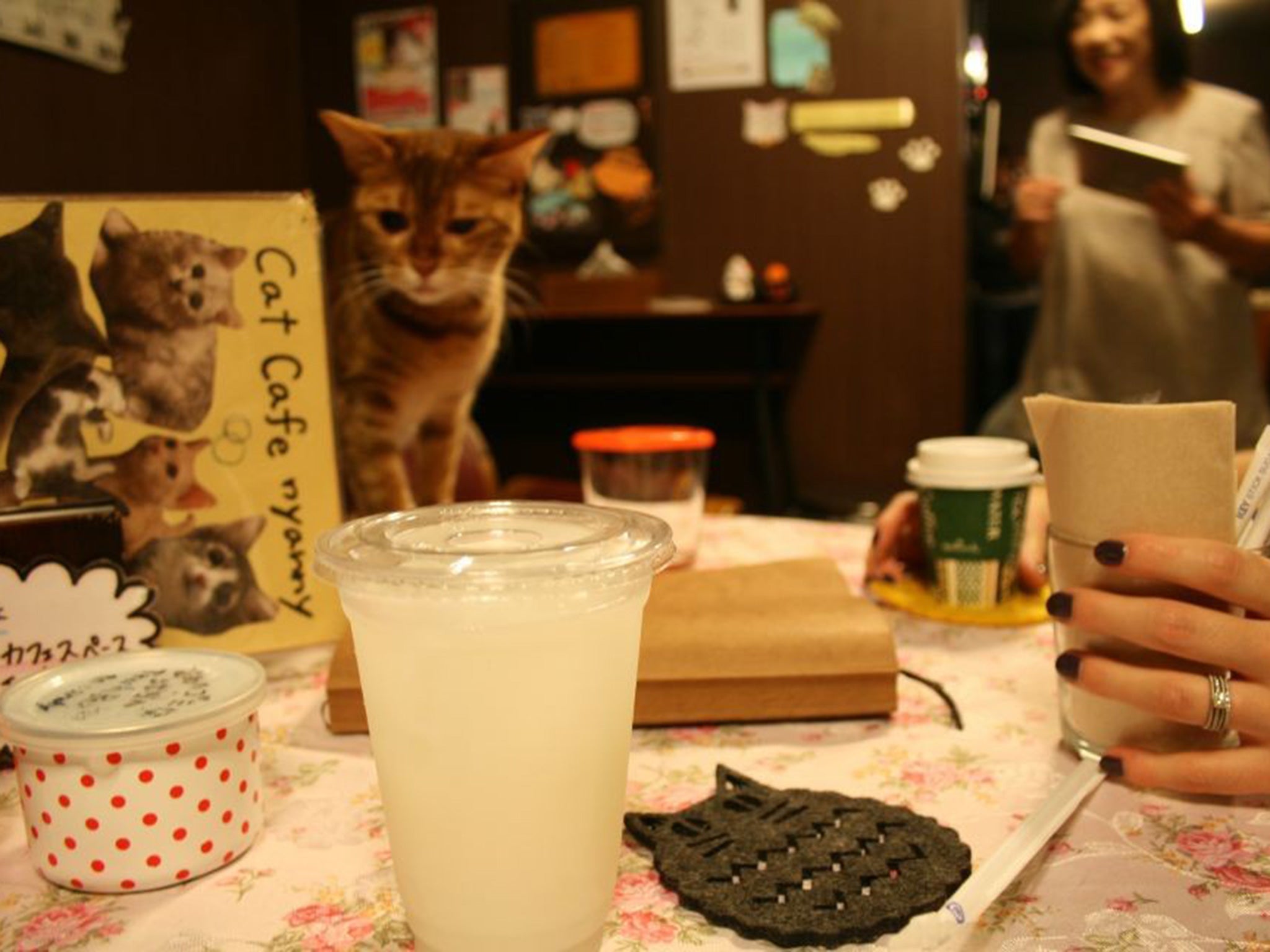 Regulars come back to the Cat Café again and again to see the one they’re most fond of