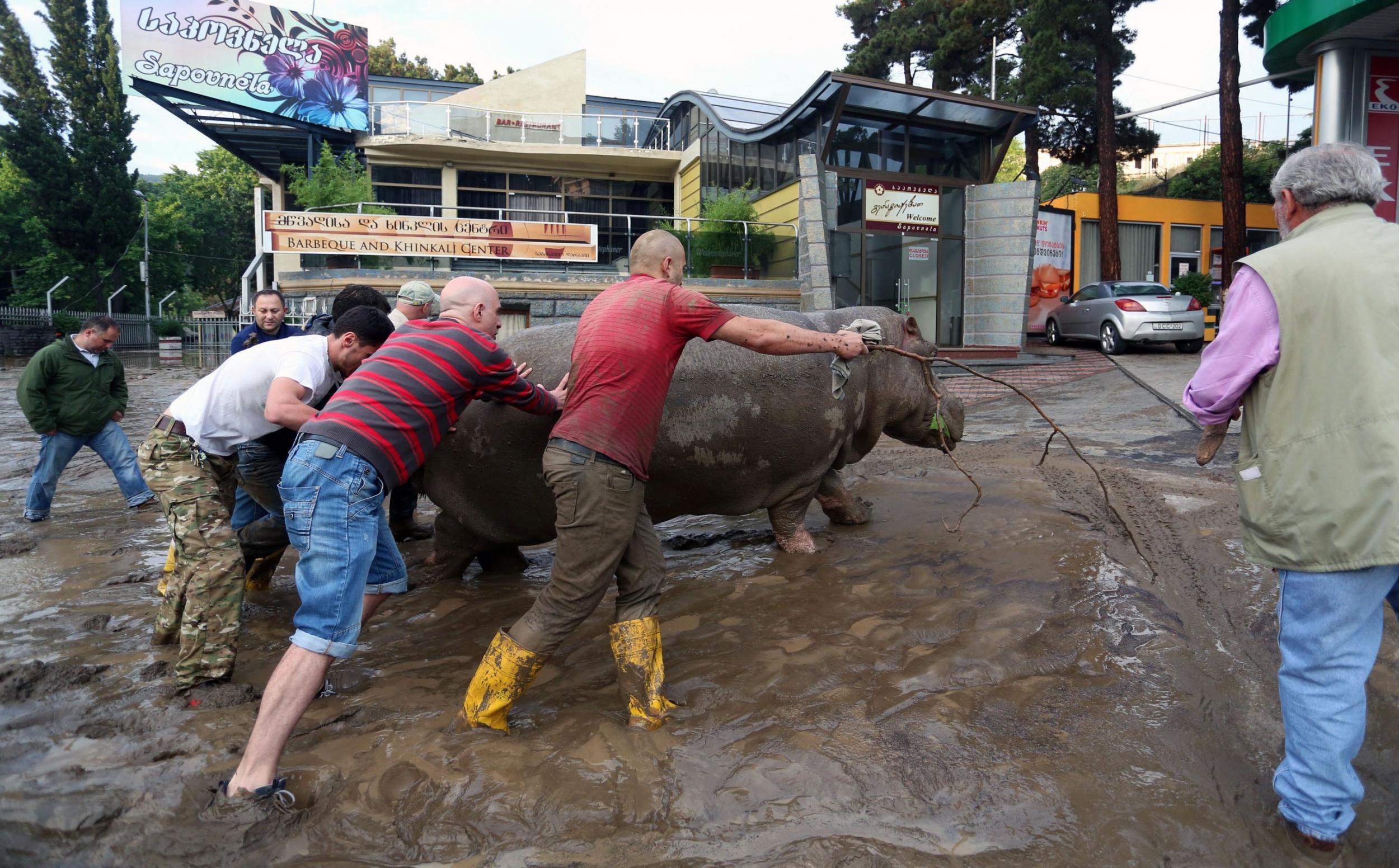 Local residents push a hippopotamus along a flooded street in Tbilisi