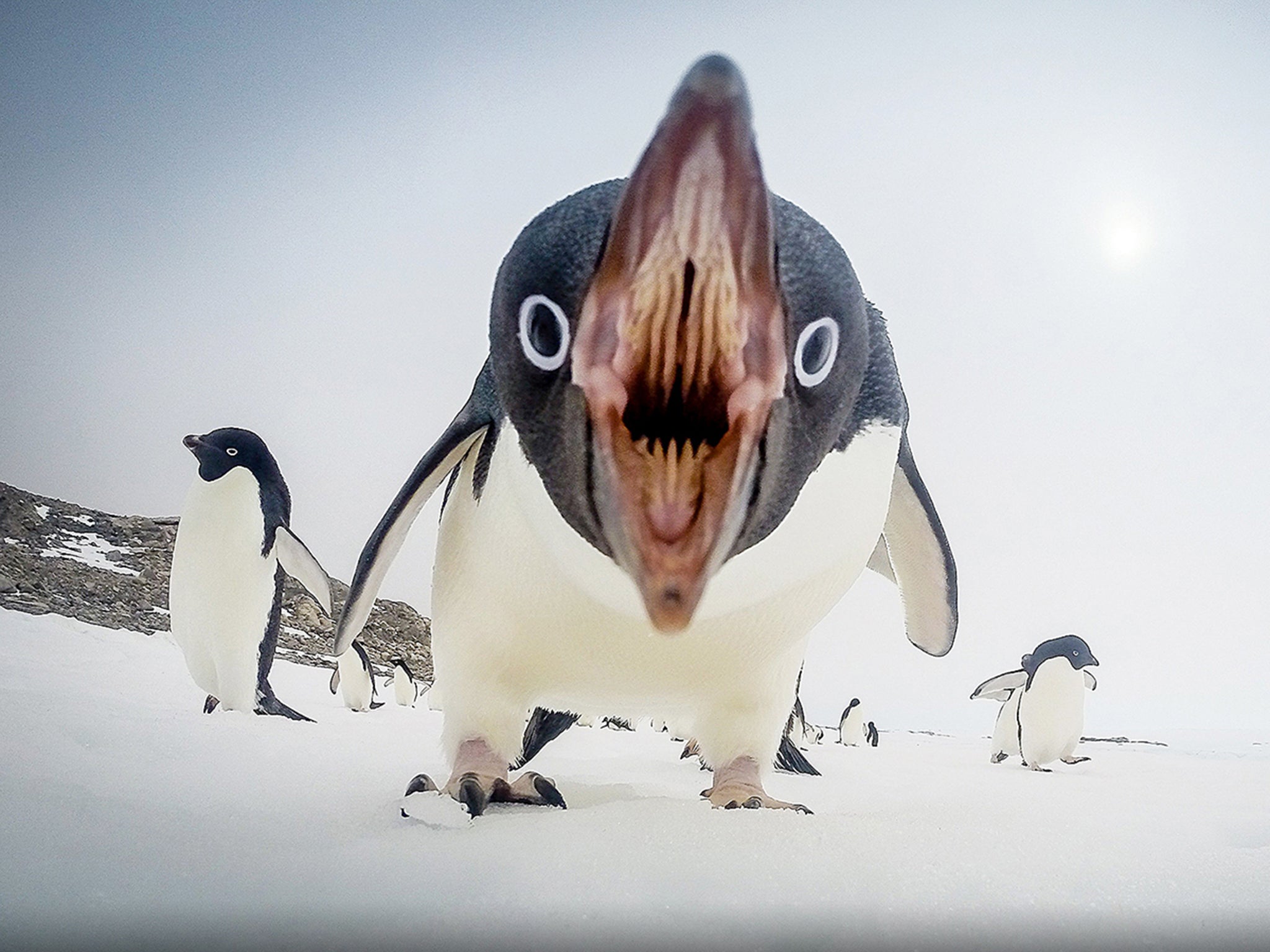 "When Penguins Attack by Clinton Berry with a GoPro on Antarctica's sea ice, about six miles from Casey Station. "I studied the movements of the penguins for weeks" He said "They walked in the same area almost every day. We would get maybe a dozen penguins or less going by. The day this was taken there were over 60 penguins. it was a bit of luck involved too."