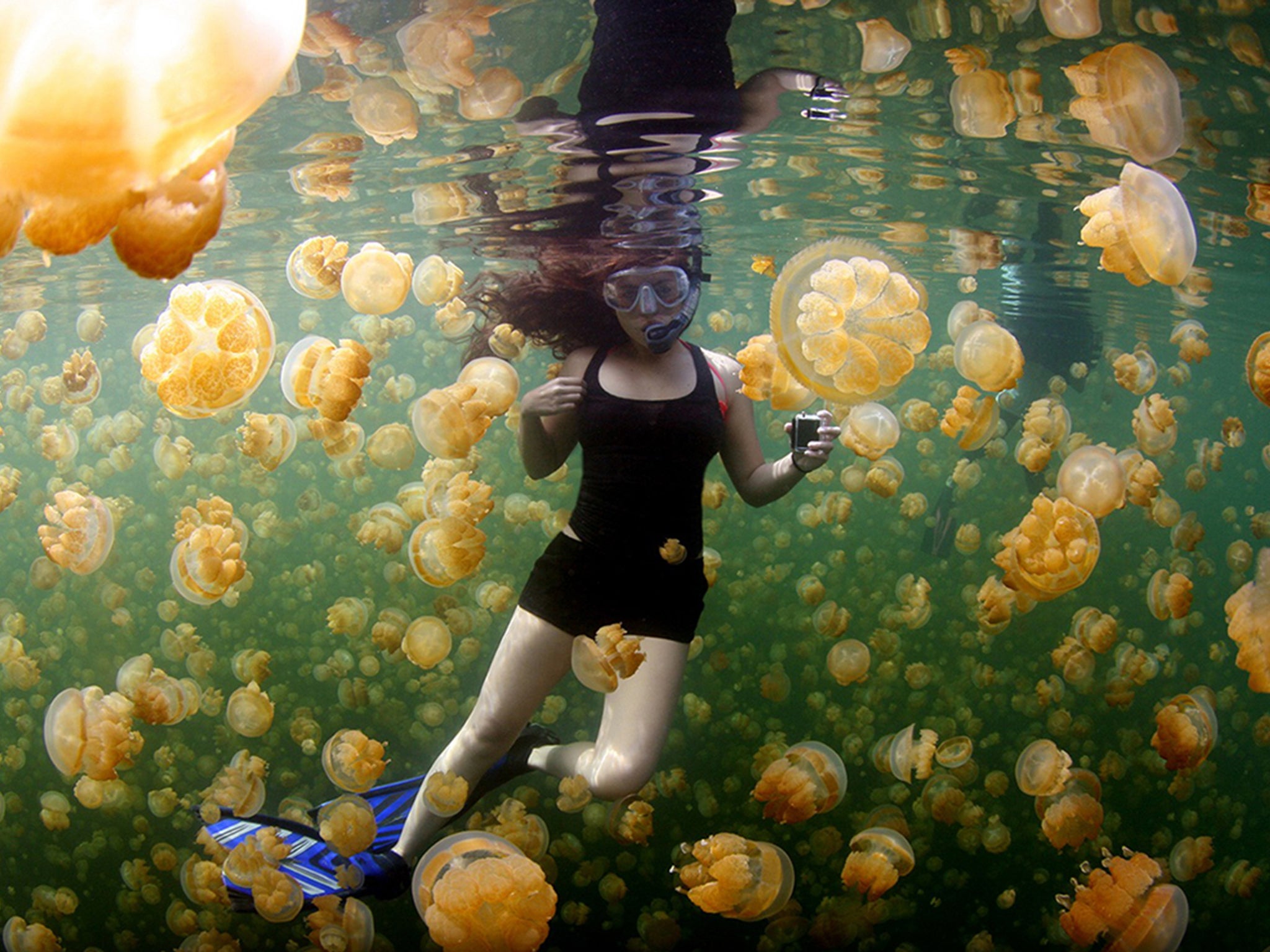 "Yellow Jellies" by Ciemon Frank Caballes: The residents of Jellyfish Lake on Eil Malk—one of the Rock Islands of Palau—surround a snorkeler in their midst. The saltwater lake’s golden jellyfish, harmless to humans, spend much of their lives following the sun as it makes its daily progress across the sky. For these jellies, sunlight is essential: It nourishes the algae-like organisms that live symbiotically in their tissues.