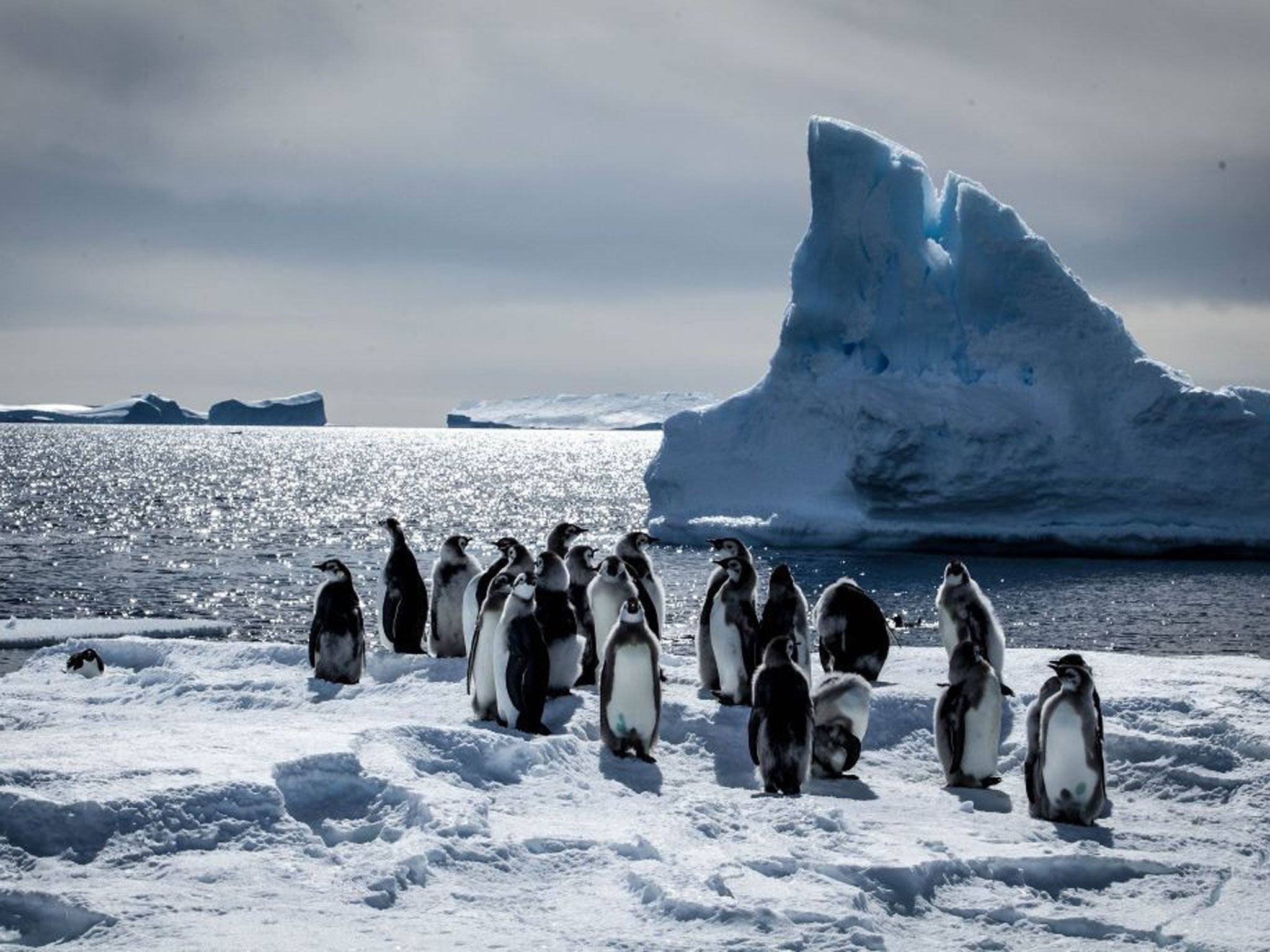 The BBC's documentary could melt a heart as cold as the -60C temperatures