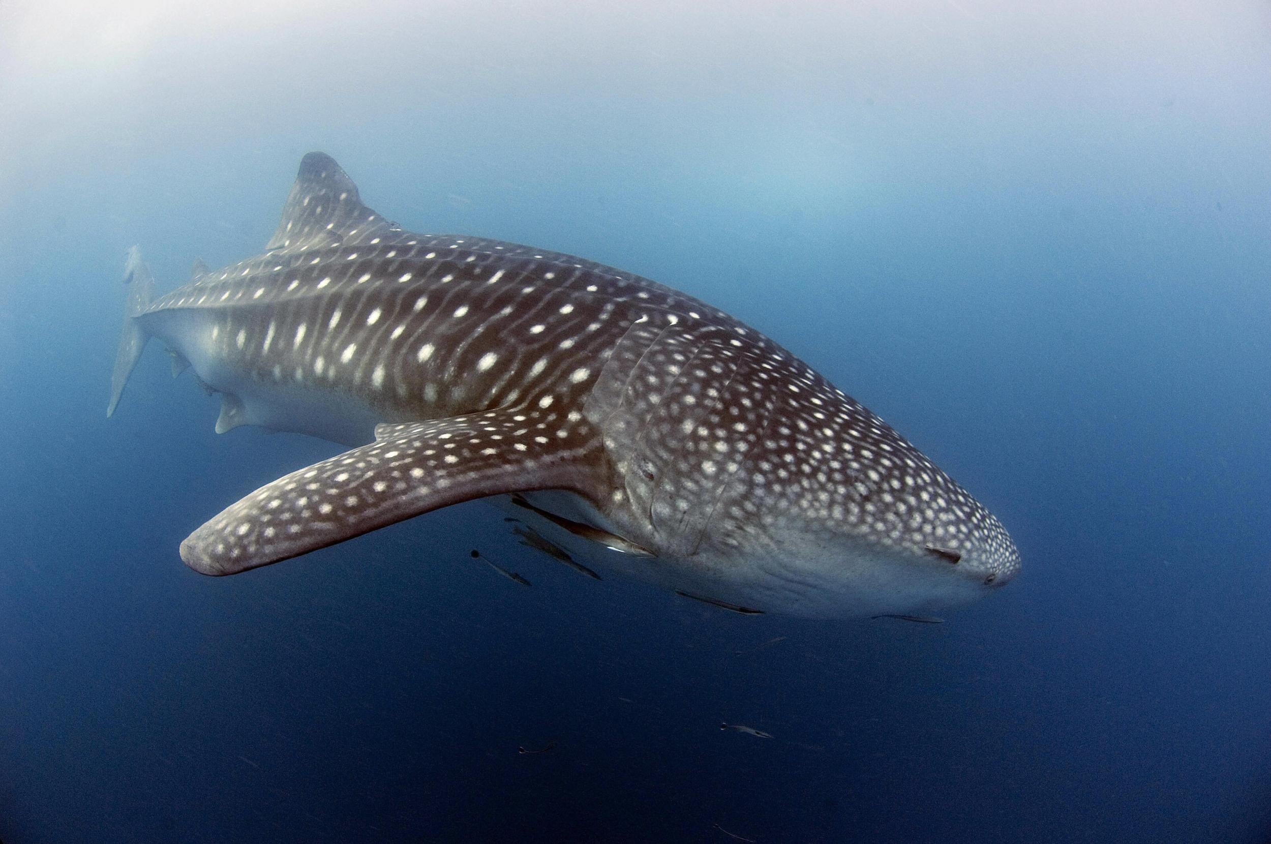 A whale shark