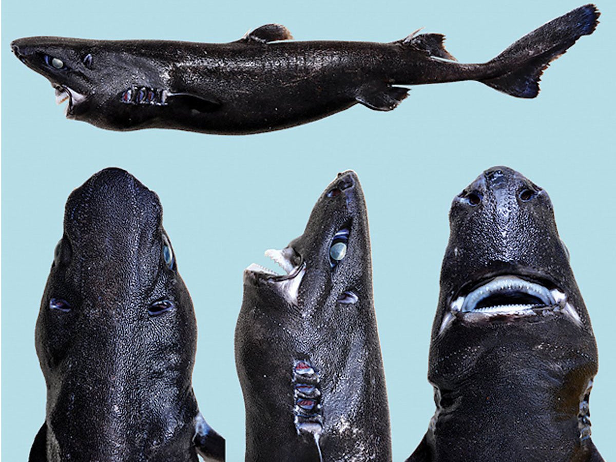 The newly discovered Ninja Lanternshark