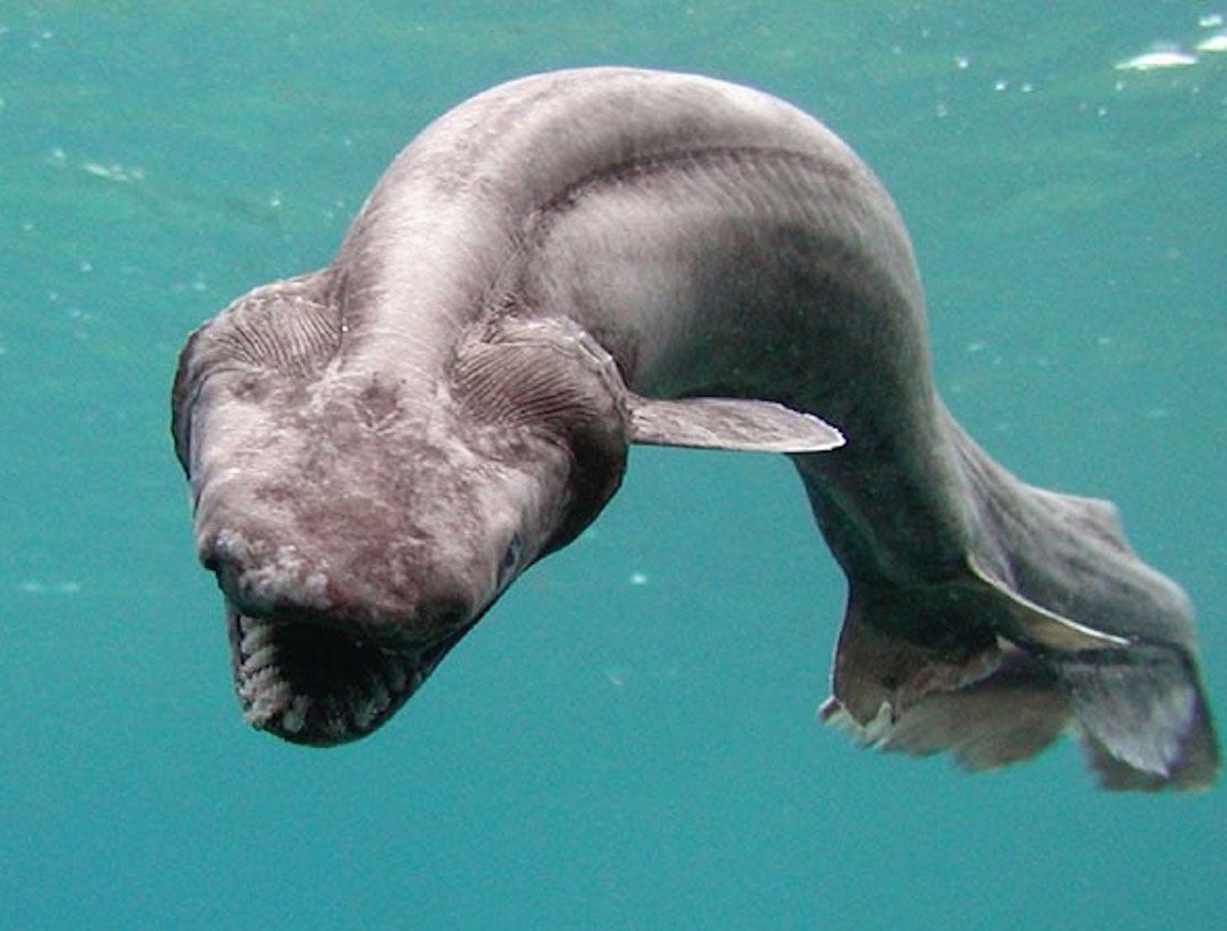 Frilled Shark