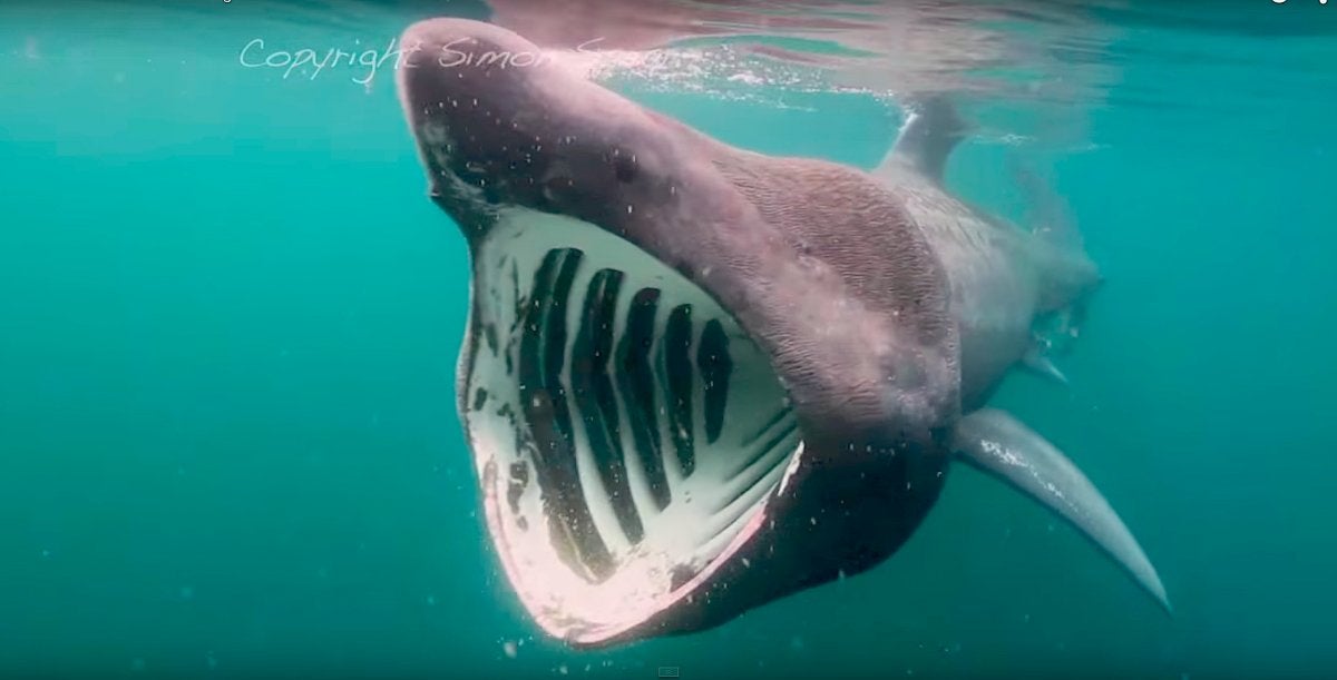 Basking sharks are the biggest fish inhabiting UK waters