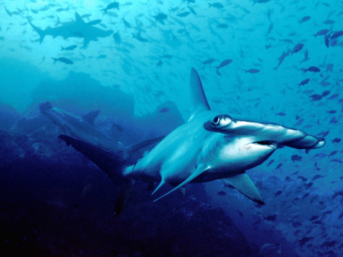 Hammerhead Shark