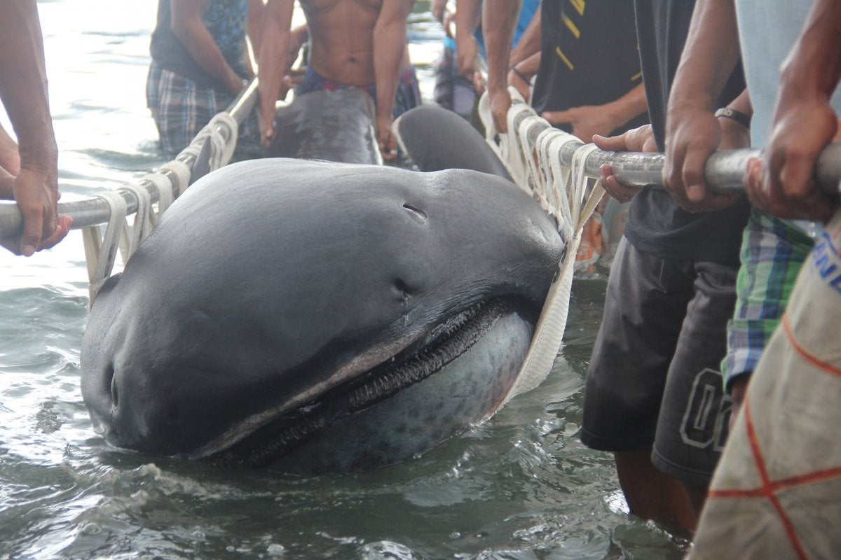 Megamouth Shark