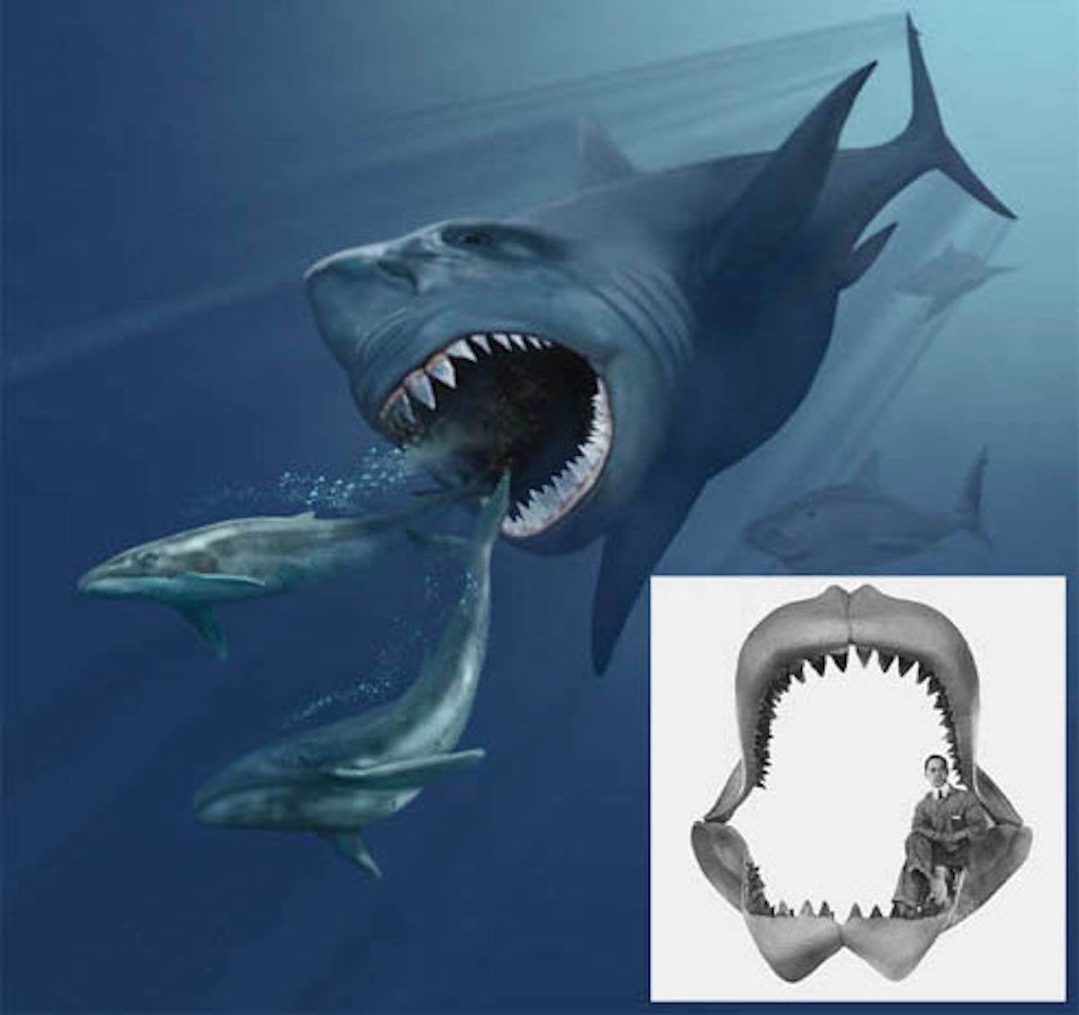 Megalodon Shark