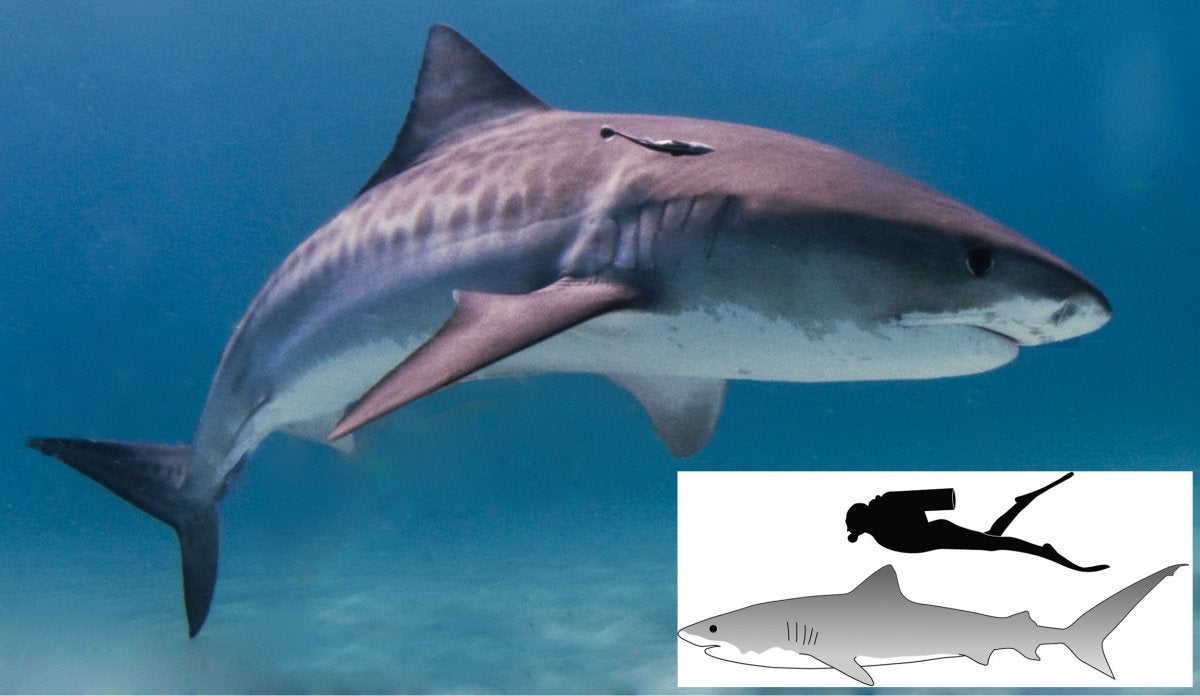 Tiger Shark