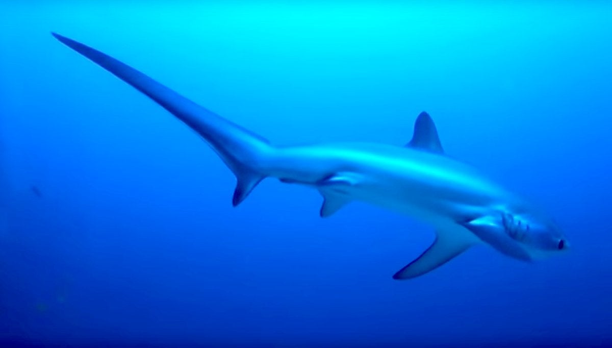 Thresher Shark