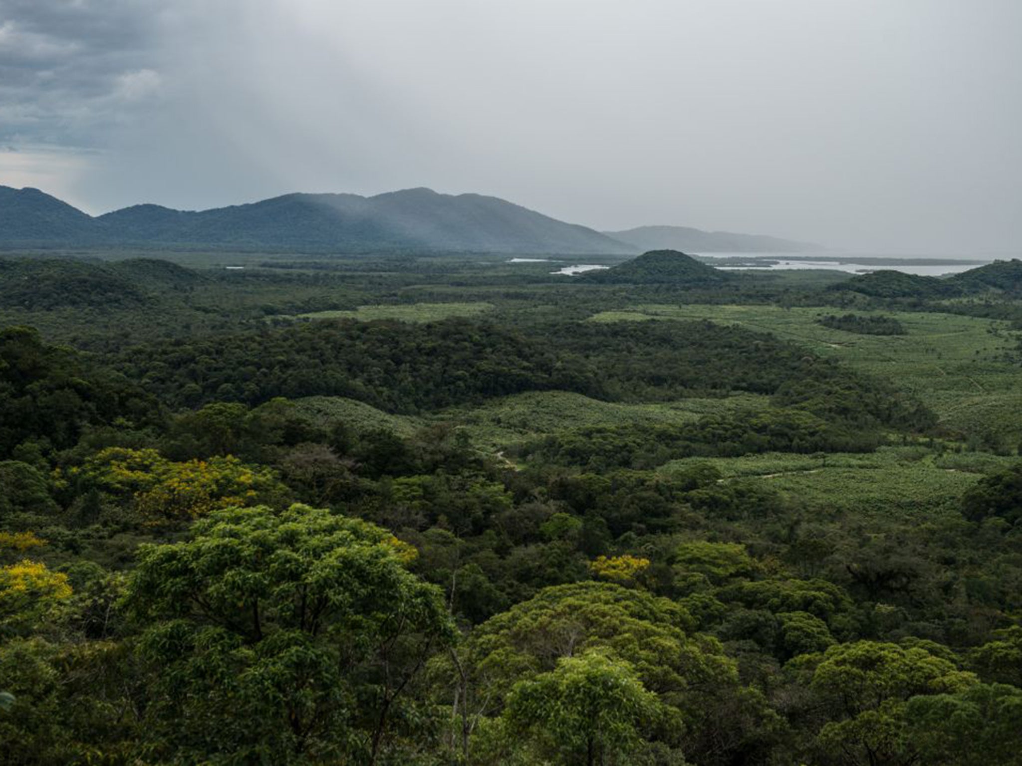 The orchids were identified in Brazil’s coastal rainforest