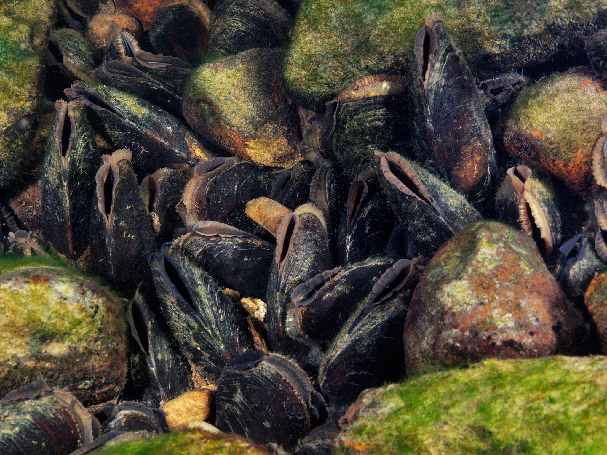 Freshwater pearl mussels are now absent in 11 Scottish rivers where they were previously recorded