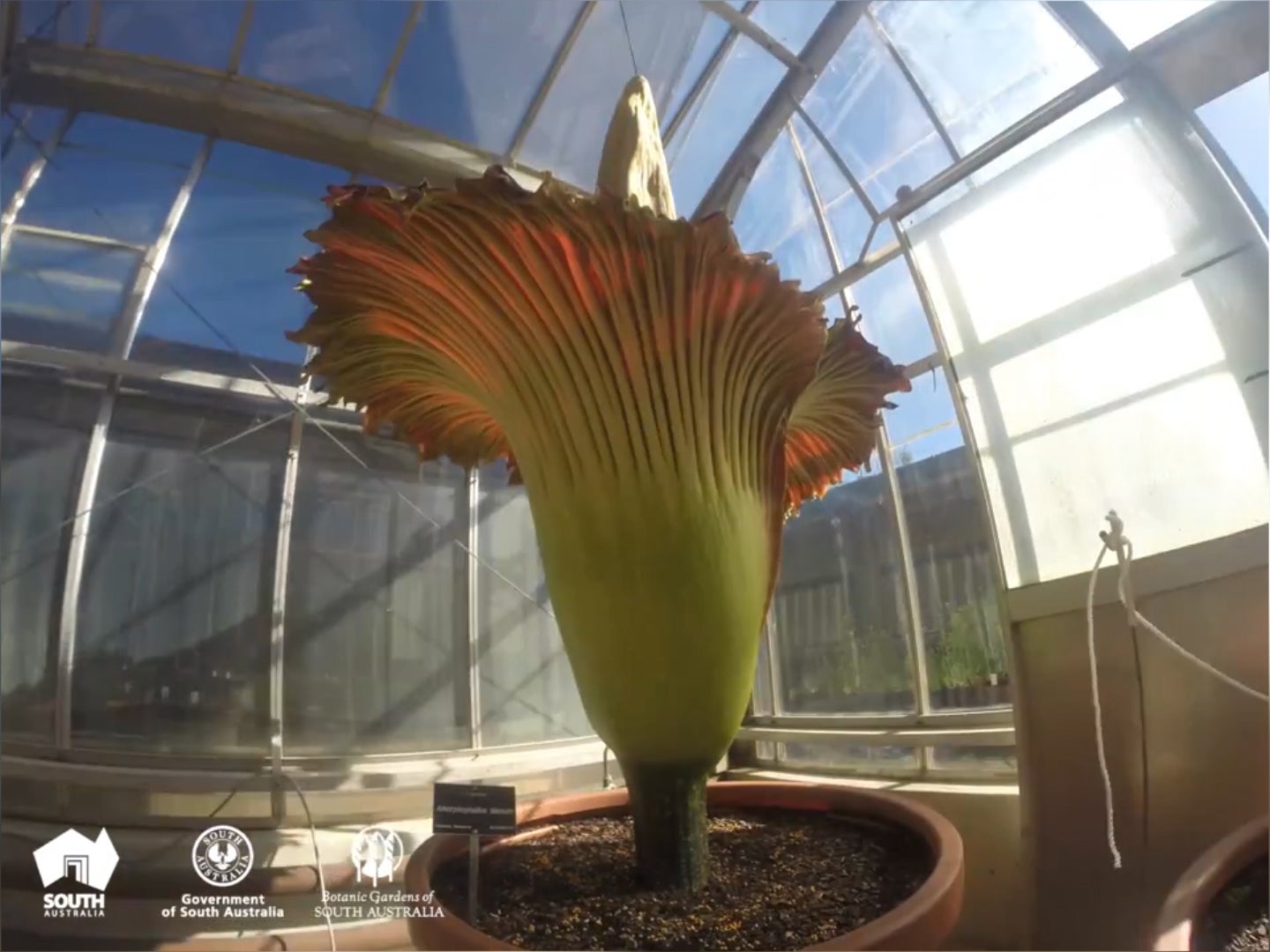 Rare ‘corpse flower’ that smells like ‘rotting flesh’ blooms after 9 years in Australia