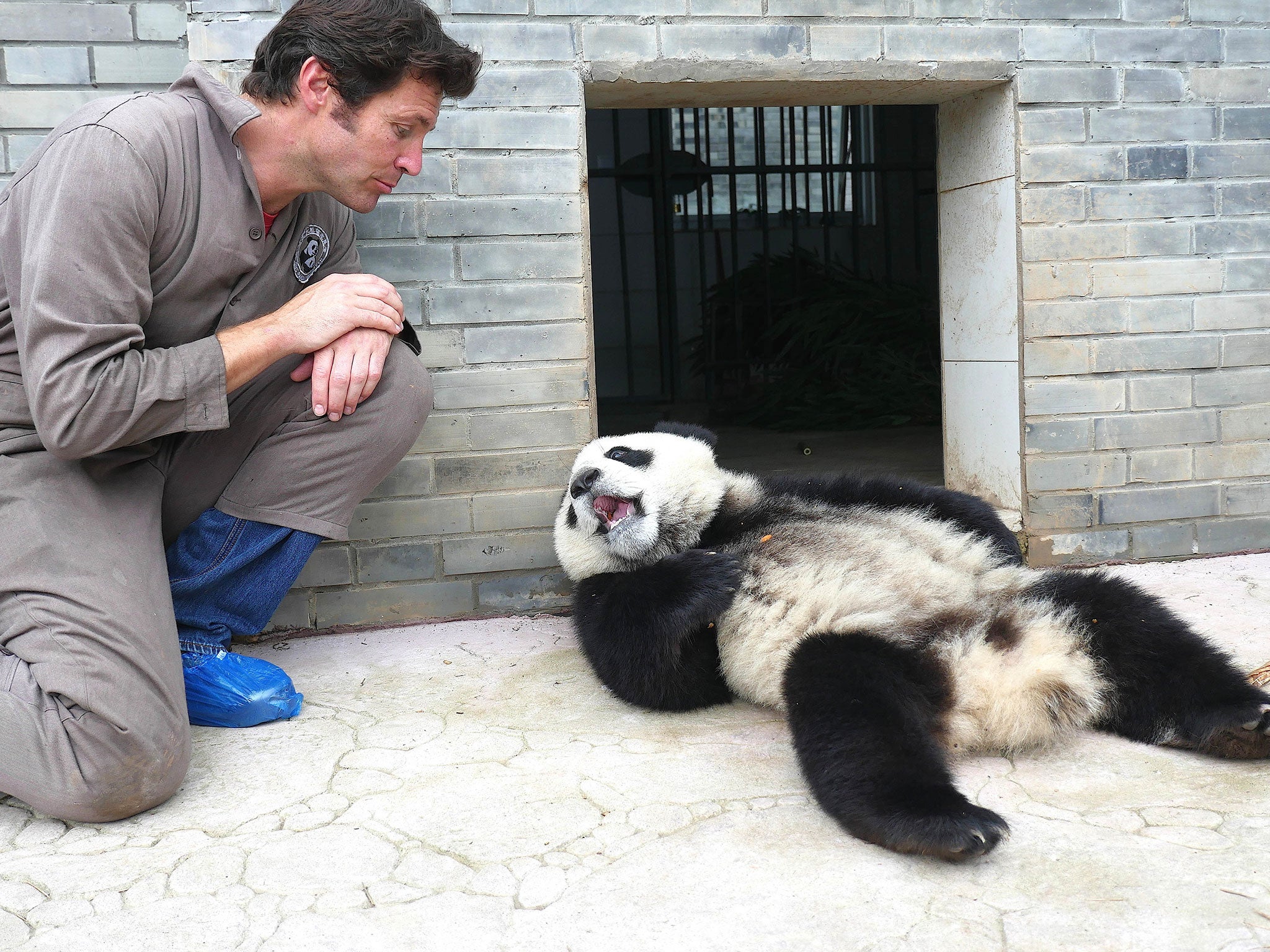 Grin and bear it: vet Steve Leonard travelled to China in ‘Panda Babies’