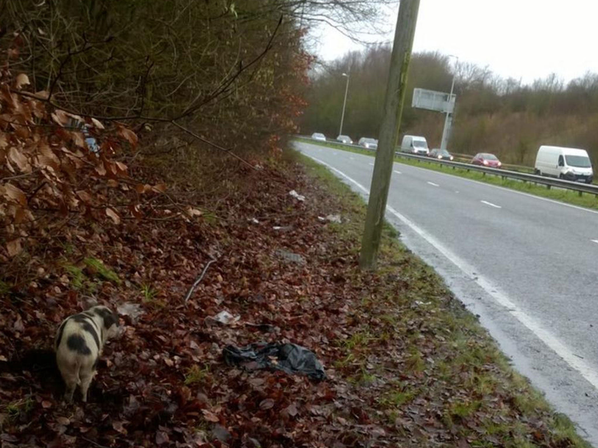 The A21 Sevenoaks Road had to be closed as pigs walked along it on 2 January 2016