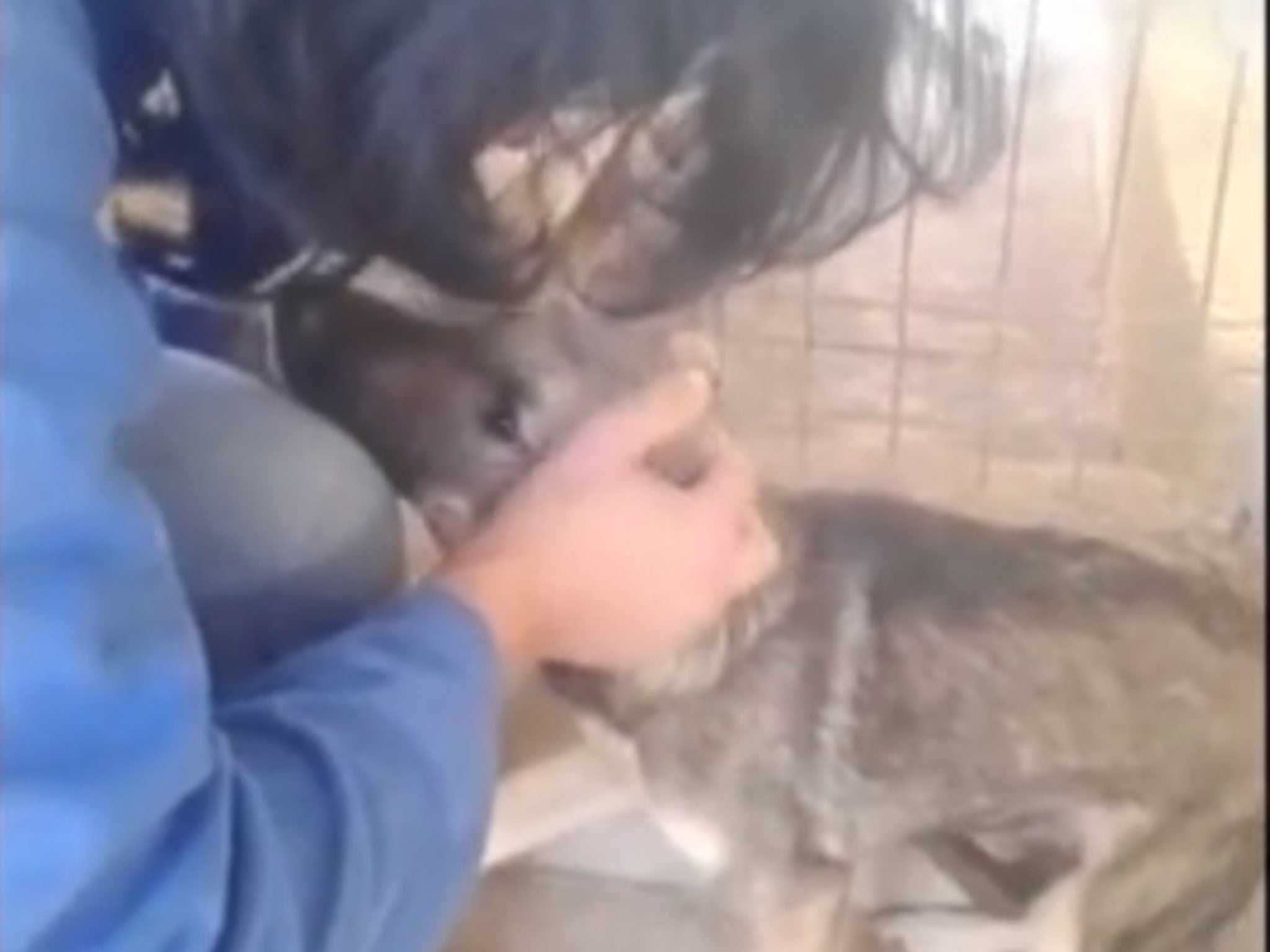 As the rescued dog begins to trust its handler, she relaxes and enjors her first stroke