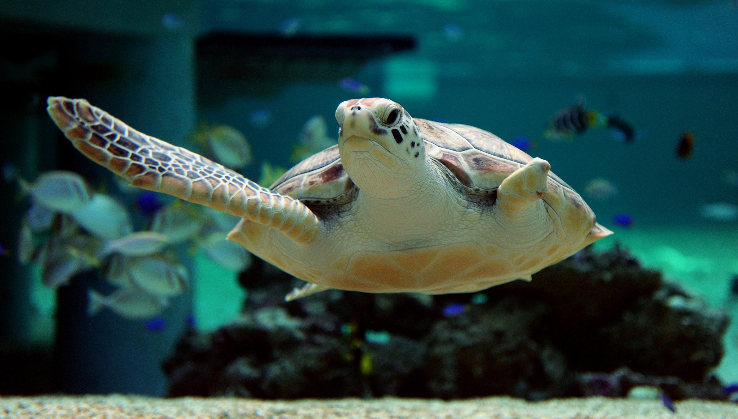 Ascension Island is home to one of the world's biggest populations of green turtles, an endangered species