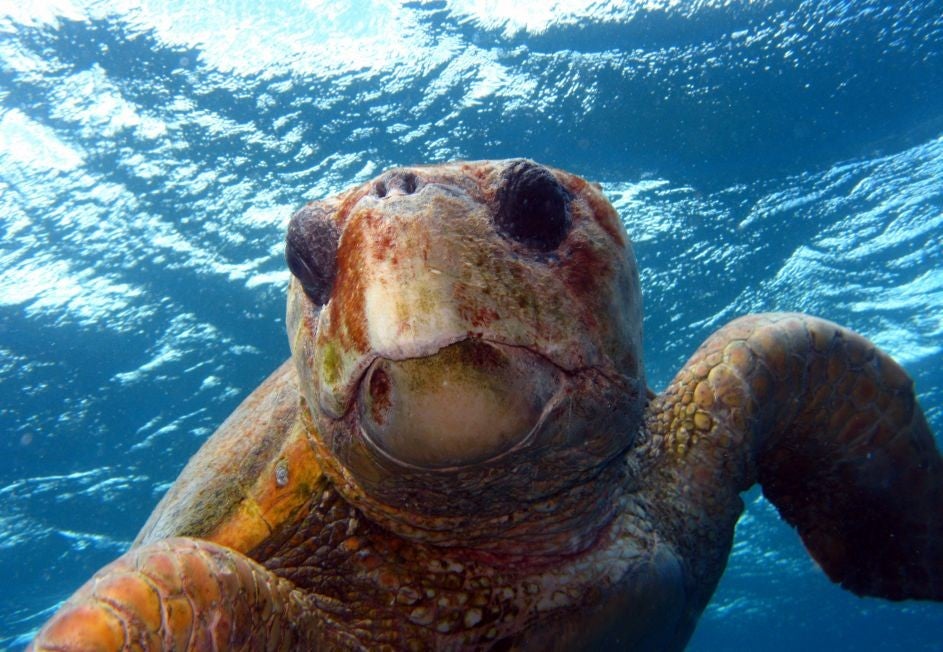 A green turtle rides the currents in the Great Barrier Reef