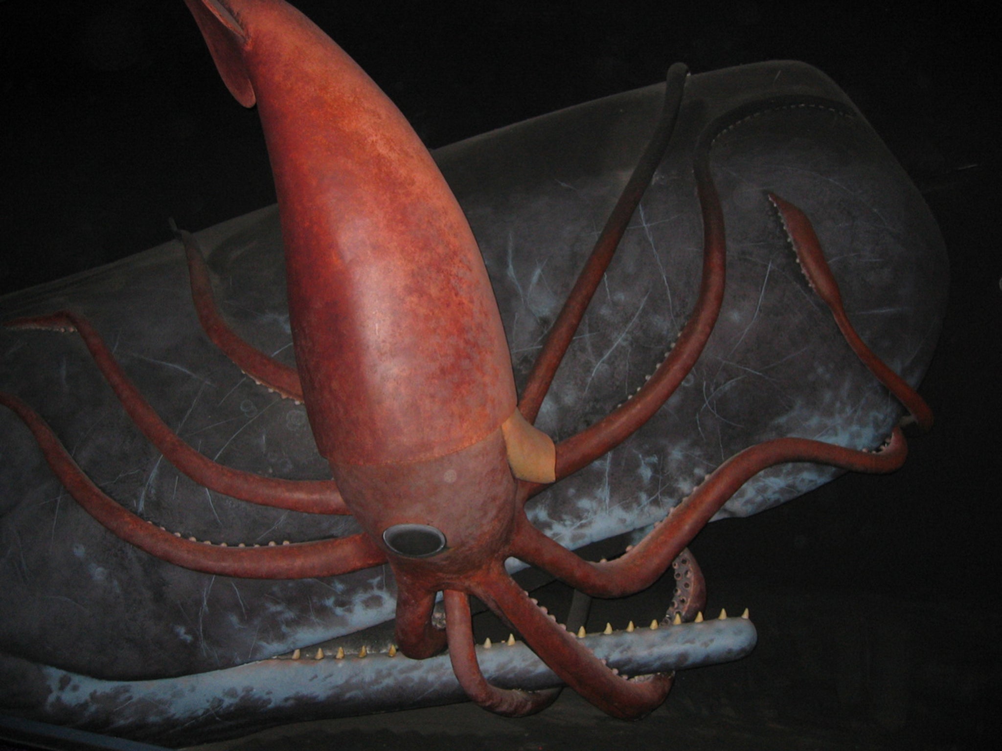 Reconstruction of a battle between a giant squid and the sperm whale