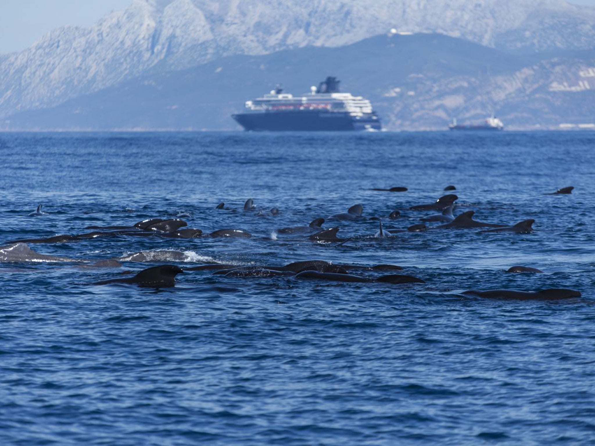 Spain, Andalusia, Tarifa, Long-finned pilot whales and sperm whales in the Strait of Gibraltar