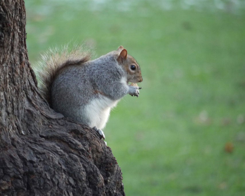 Nuts, seeds and fungi were in abundance last December for squirrels