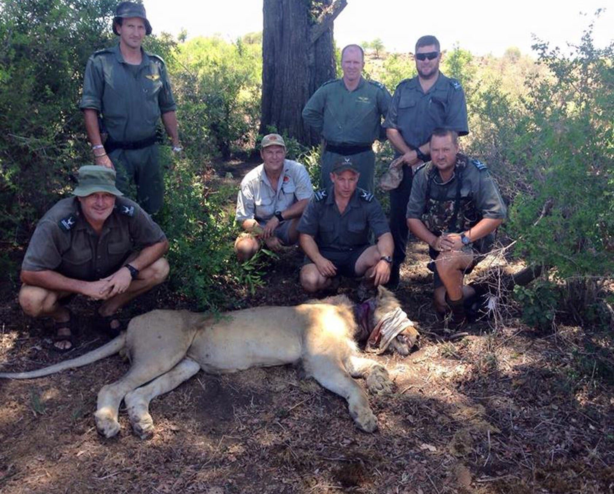 The animal - pictured shortly after it was rescued - was gravely injured by the poacher's snare