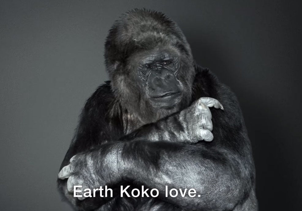 A screenshot from the video of Koko delivering her message to the COP21 delegates