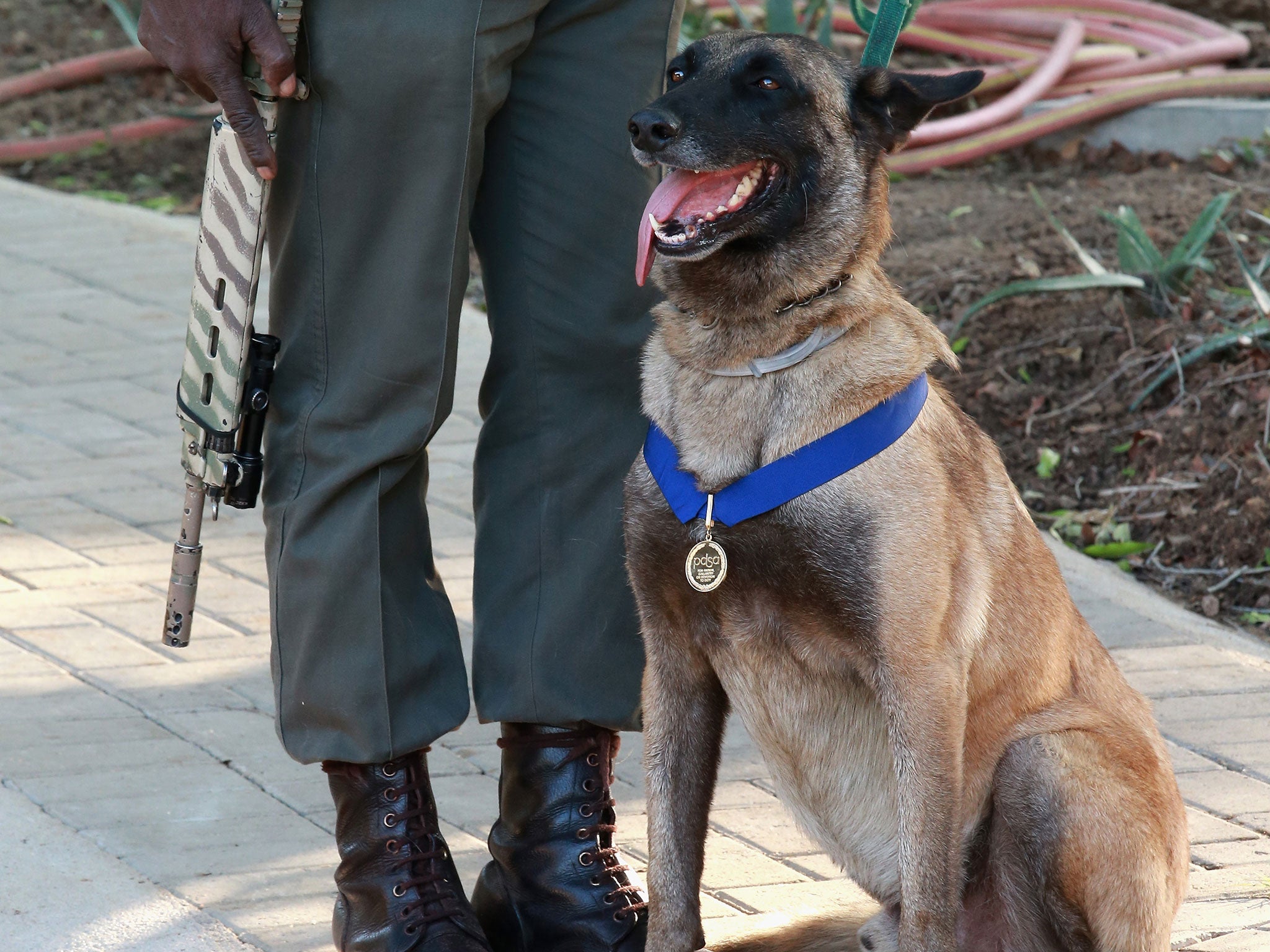 'Killer' is a specialist anti-poaching dog