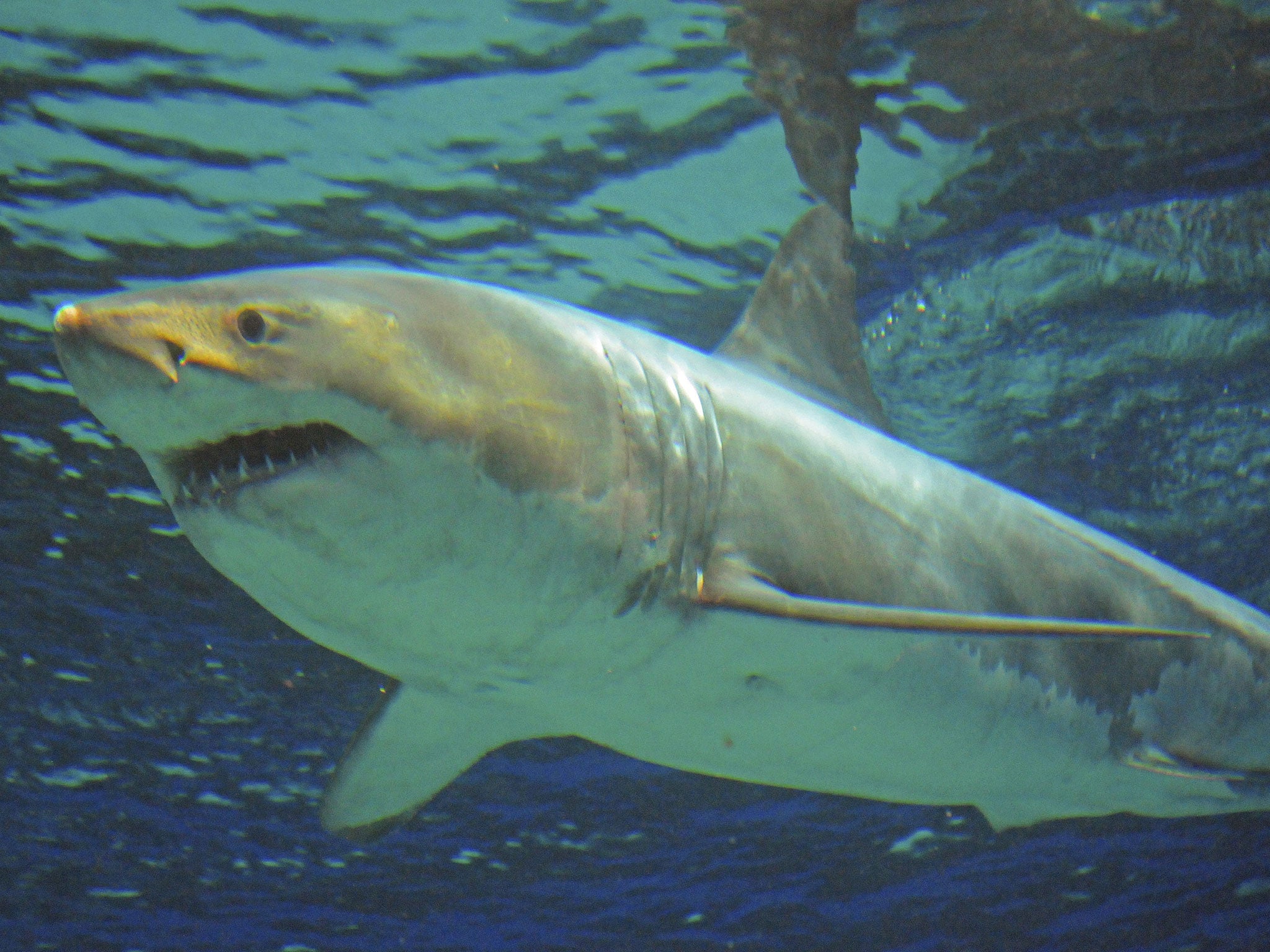 The shark in the Okinawa Churaumi Aquarium