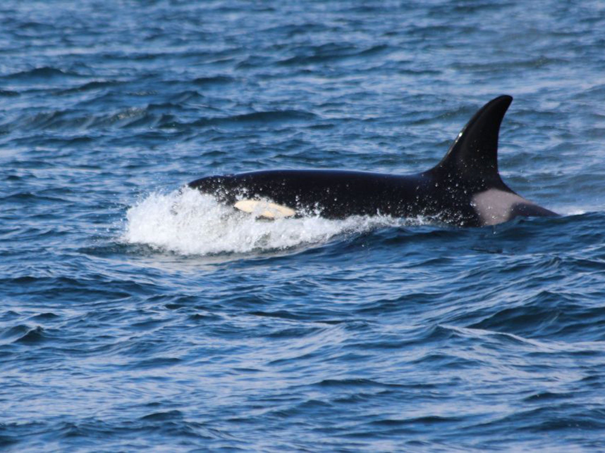 Lulu photographed from from the Waternish peninsula of the Isle of Skye in 2014