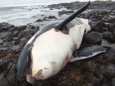 'Killer whale apocalypse': Banned chemical pollutants could wipe out species, study finds