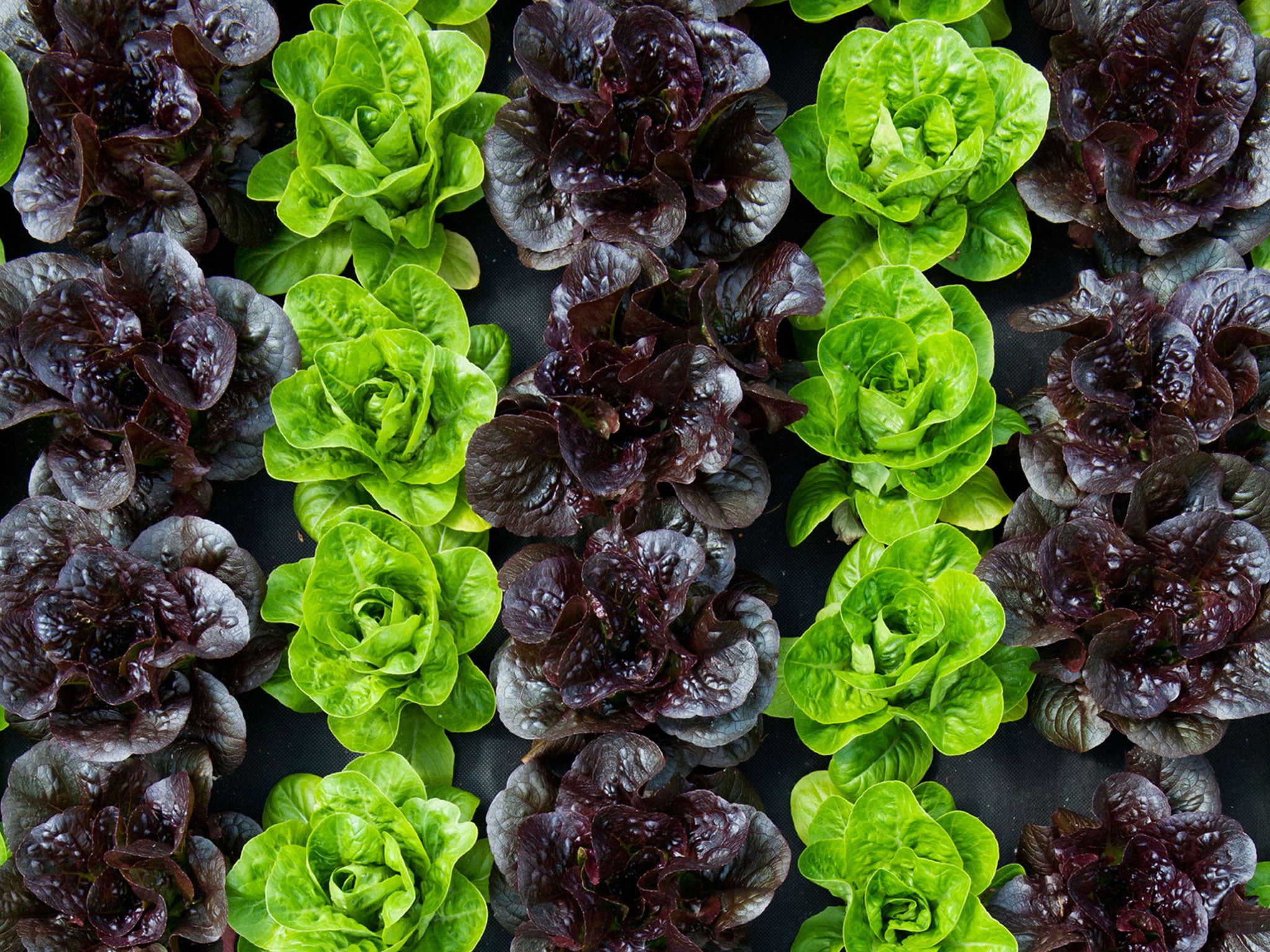 Habits to acquire: Sow a row of salad