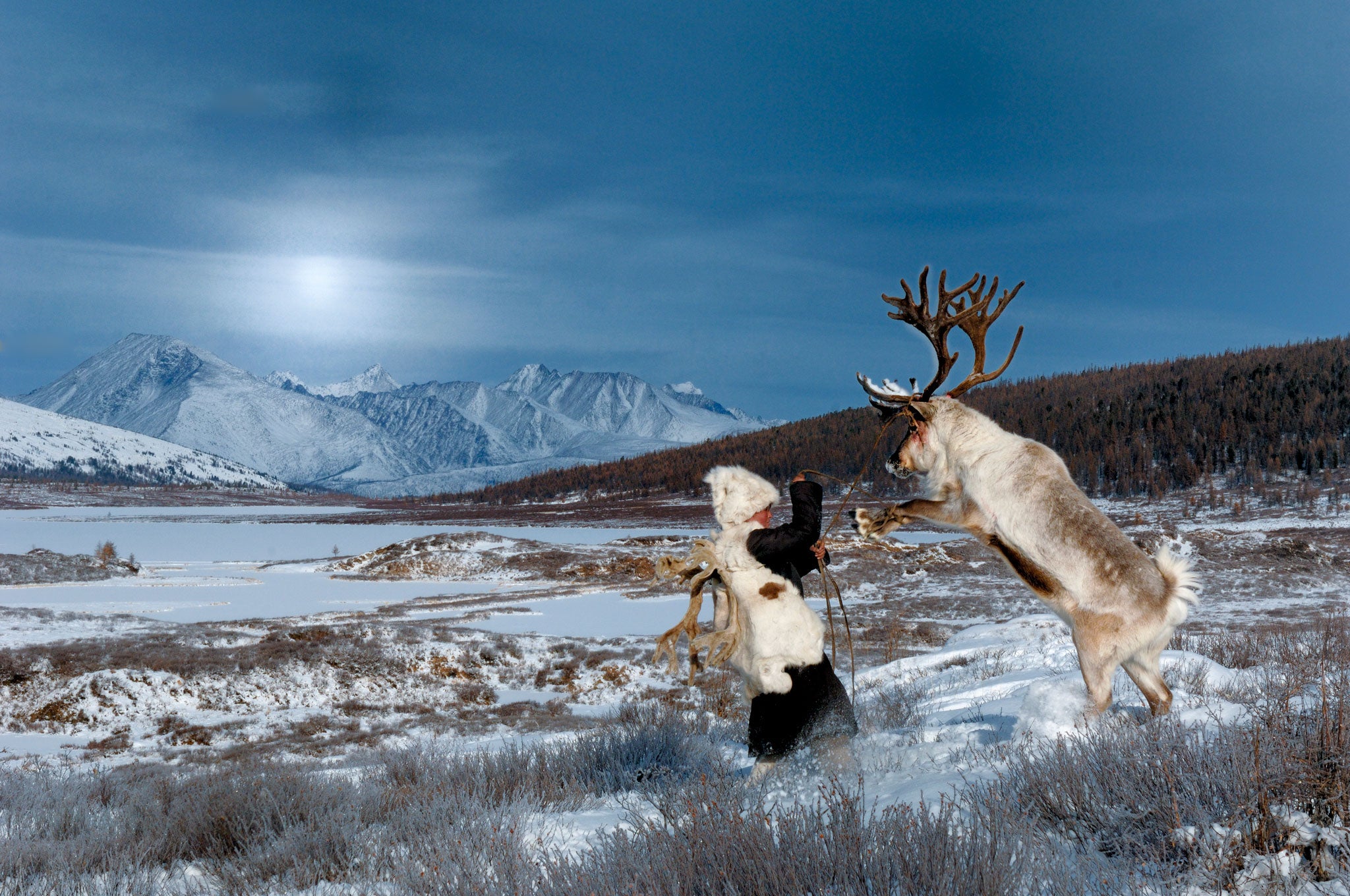 The capture of an escaped reindeer. 'The hunters dress as deer and hide behind two females that have come into heat, and then lasso the bull'