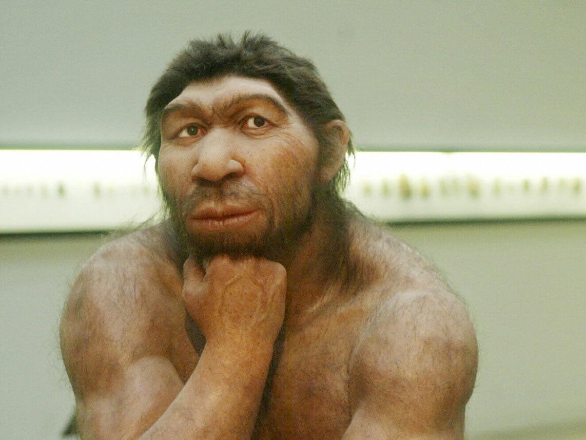 A reconstruction of a Neanderthal man at the Prehistoric Museum in Halle, eastern Germany