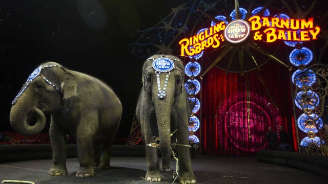 The company has said its remaining elephants will be retired by May 2016