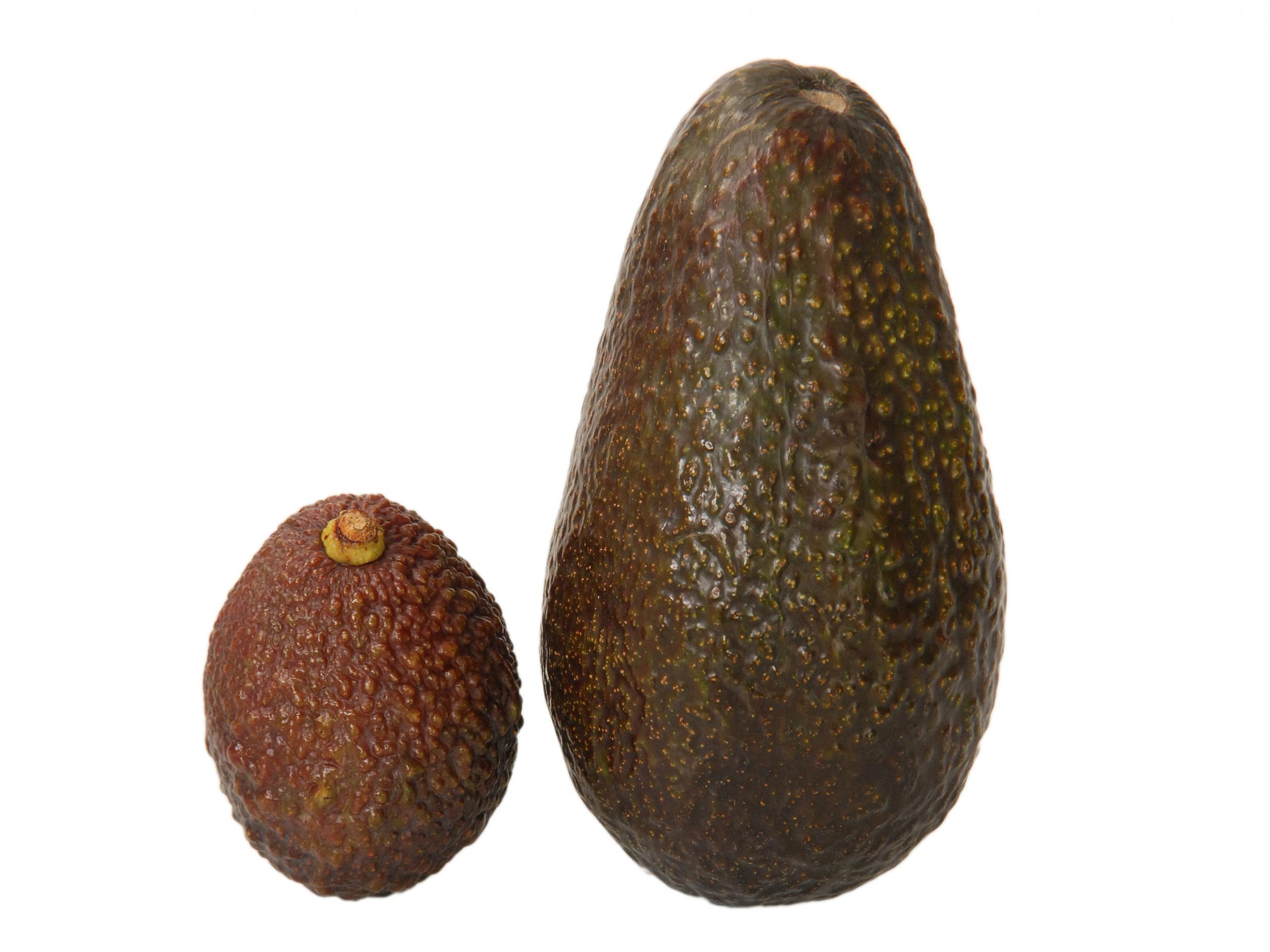 The mini avocado (R) will relieve the burden of eating only half an avocado