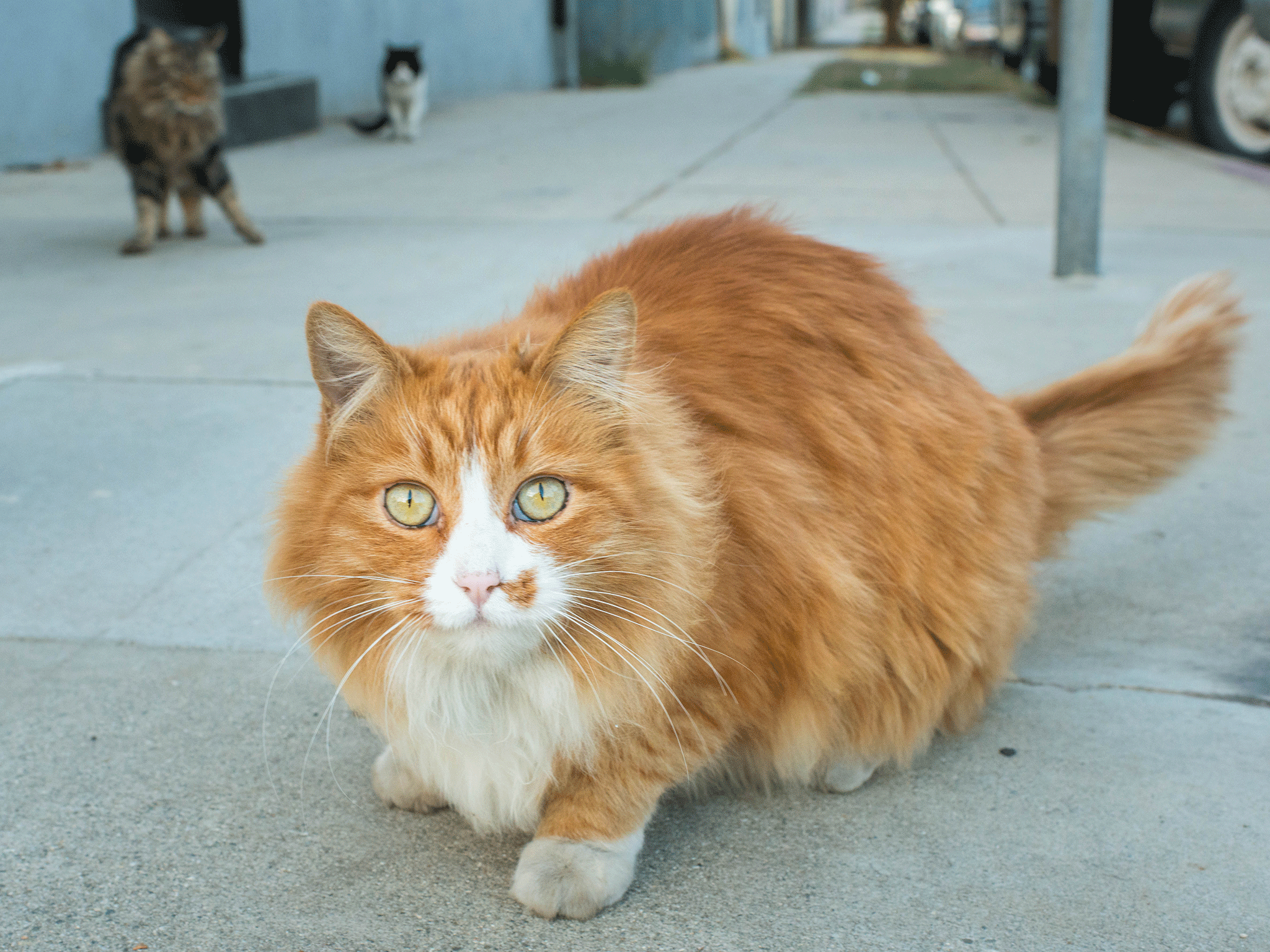 More than 30,000 signed a petition to the police to track down the "cat ripper" of Croydon after many pets were found dead