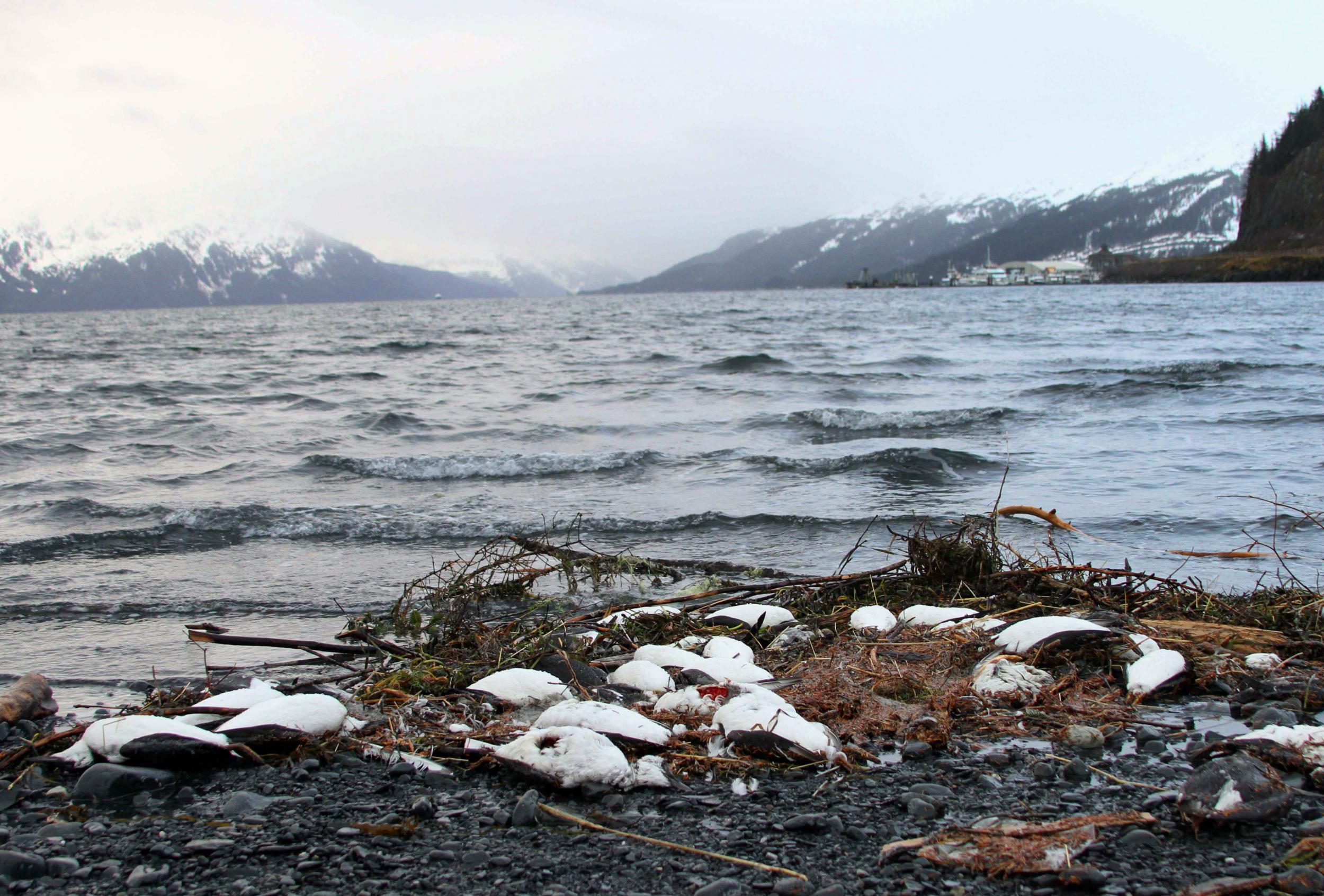 8,000 common murres have been shored up in Alaska