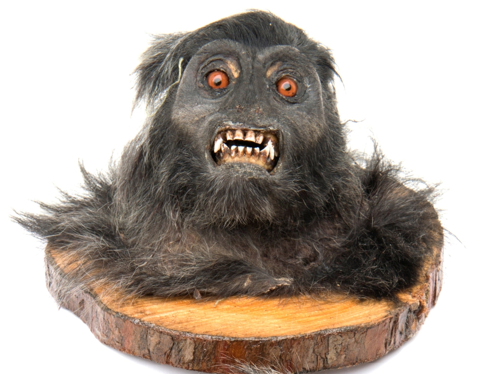 &#13;
One of the monkey heads found among George Bush's collection&#13;