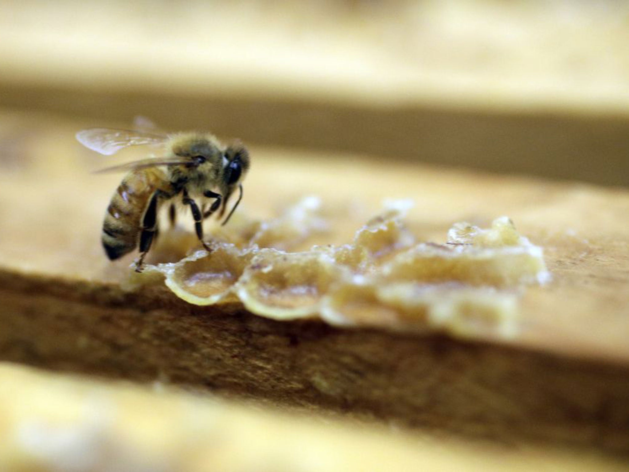 Most efforts to save honeybees have focused on using pesticides to kill the mites