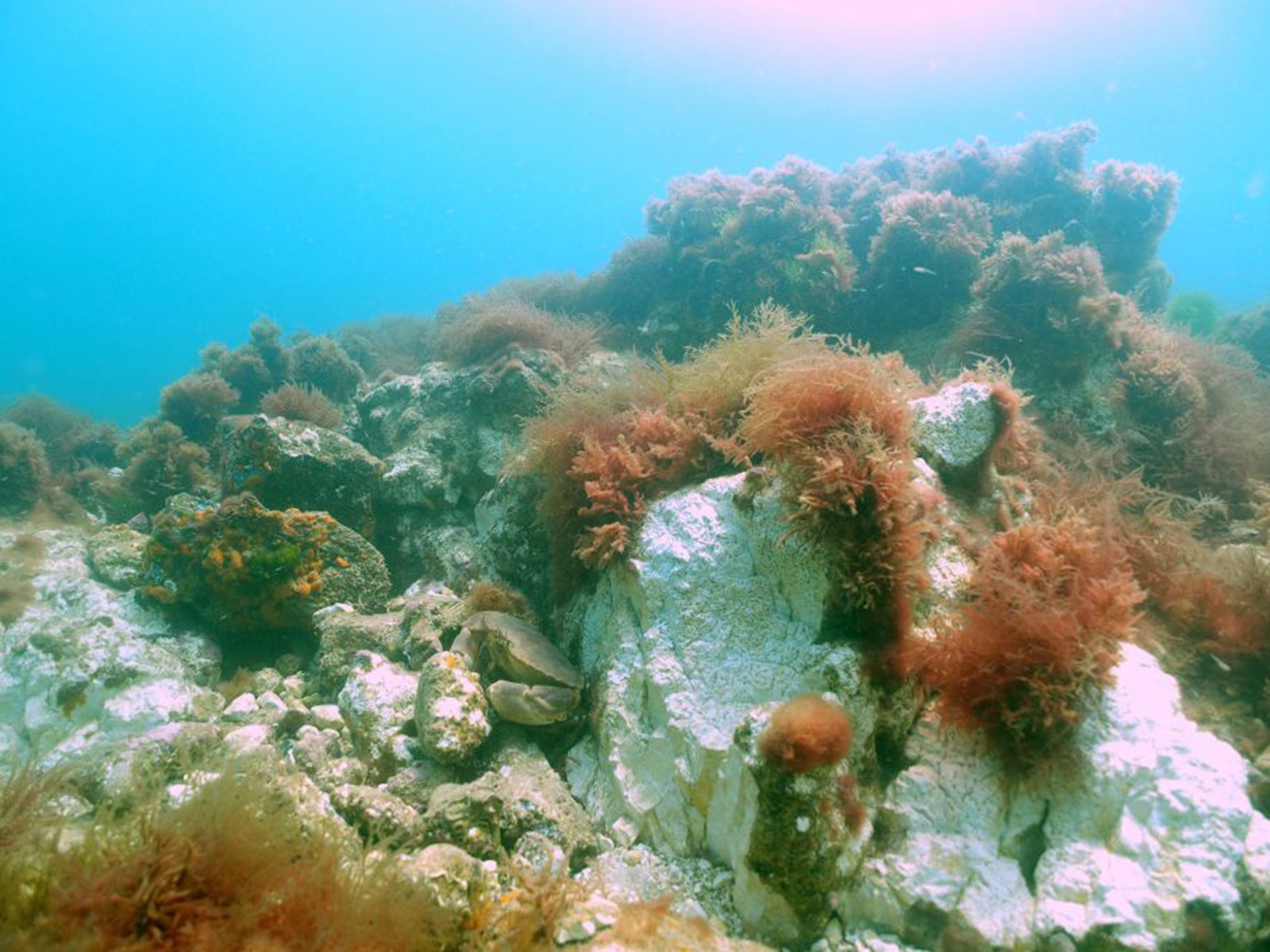 The Cromer Shoal Chalk Beds stretch for 20 miles off the coast of Norfolk