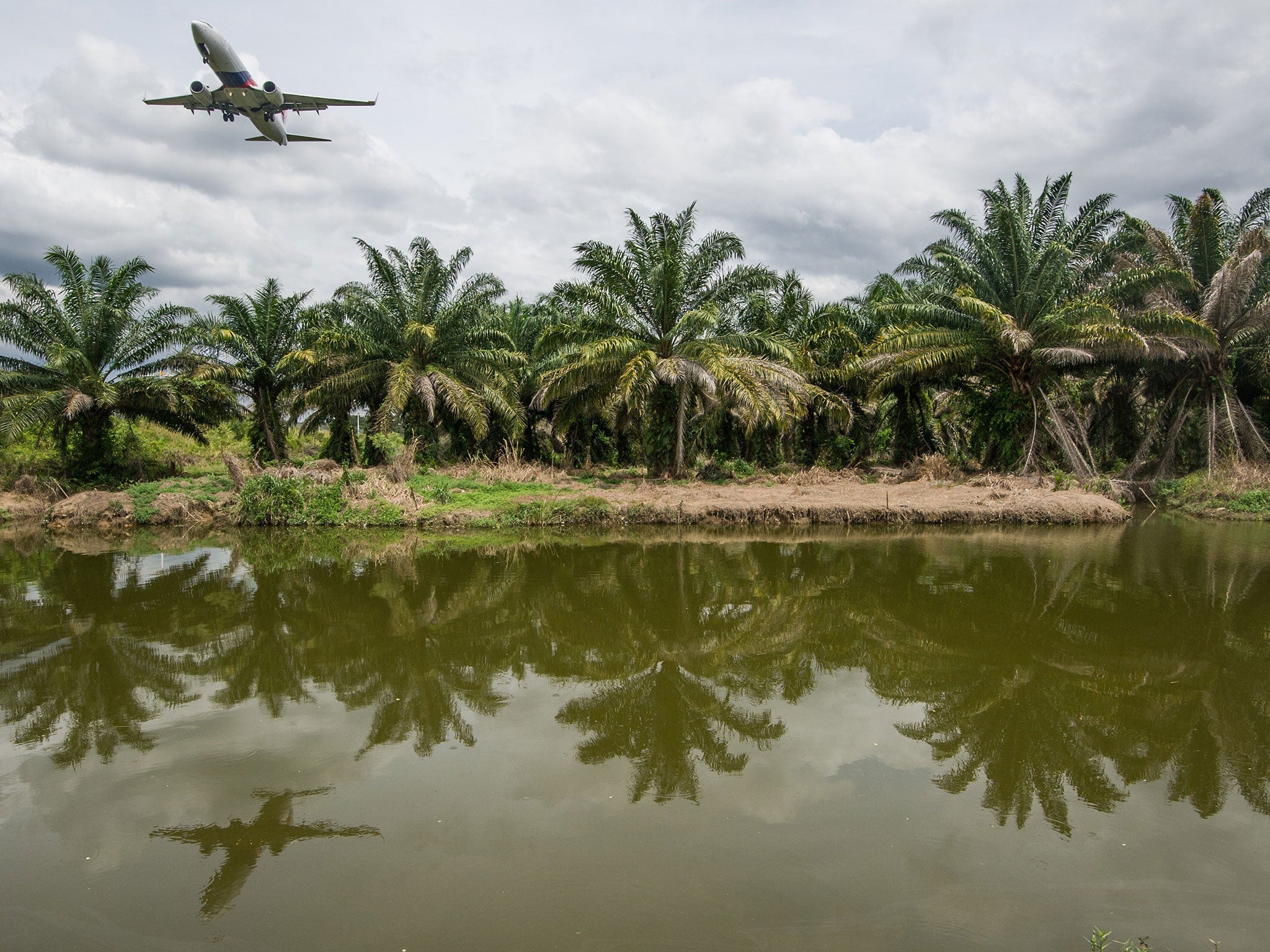 Malaysian palm trees have provided the raw material for an energy success story