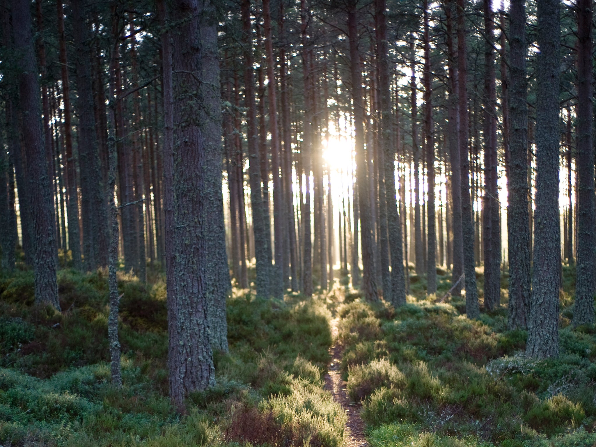 Abernethy Forest