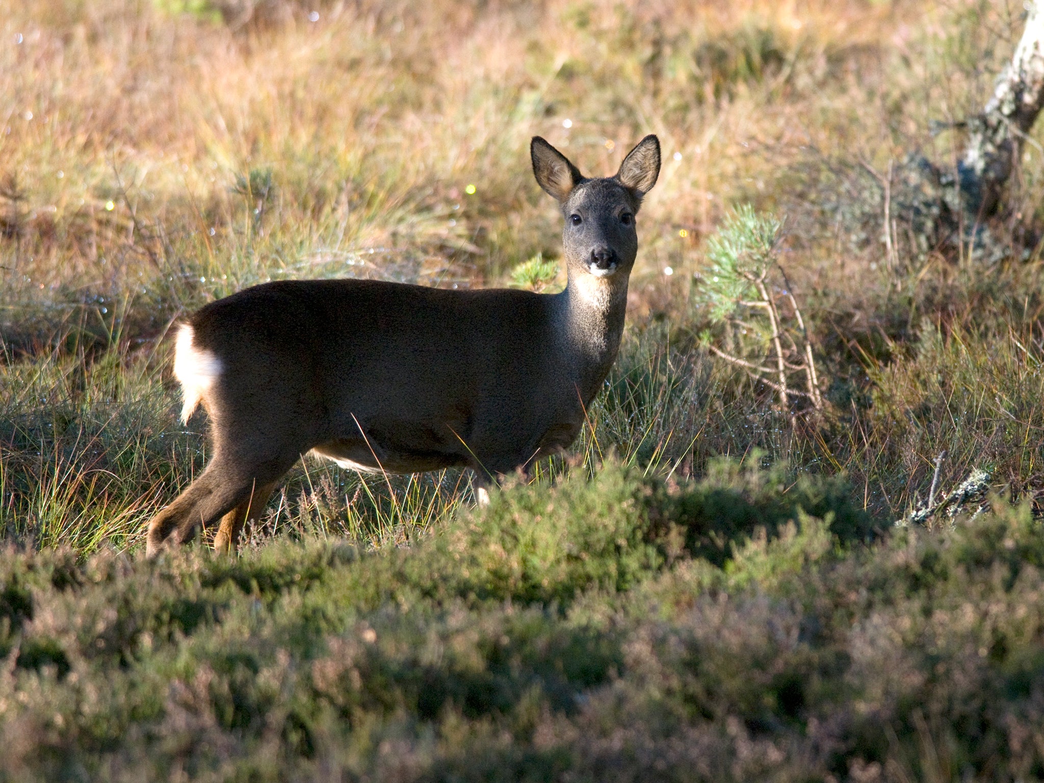 A roe deer at Nethy Bridge