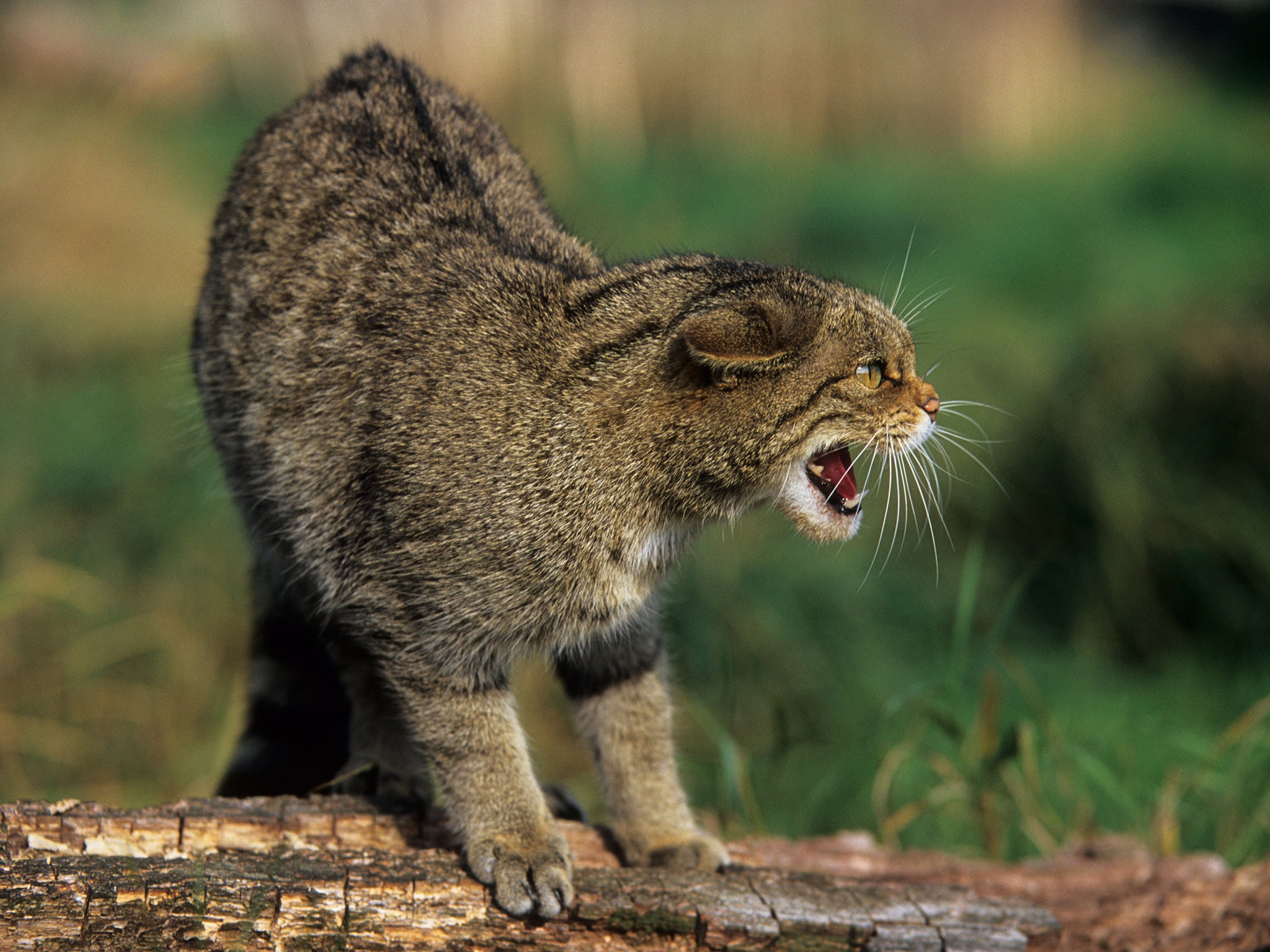 The wildcat is one of the Highlands' celebrated phantoms